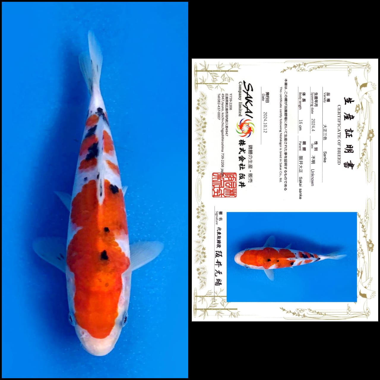 Lelang Koi Online, Jual Beli Ikan Koi, Pusat Jual Beli Koi, Info Lelang Koi Hari Ini, Platform Jual Beli Koi, Jual Beli Ikan Koi Online, Marketplace Ikan Koi, Jual Koi Terbaik, Tempat Beli Koi Berkualitas, Pasar Ikan Koi Online Terpercaya, Penjual Ikan Koi Terpercaya, Beli Koi Hias Online, Ikan Koi untuk Dijual, Koi Kualitas Terbaik, Toko Online Ikan Koi, Koi Hias Untuk Dijual, Jual Beli Ikan Koi Lokal, Koi Indonesia Online, Pusat Jual Beli Koi Terbesar