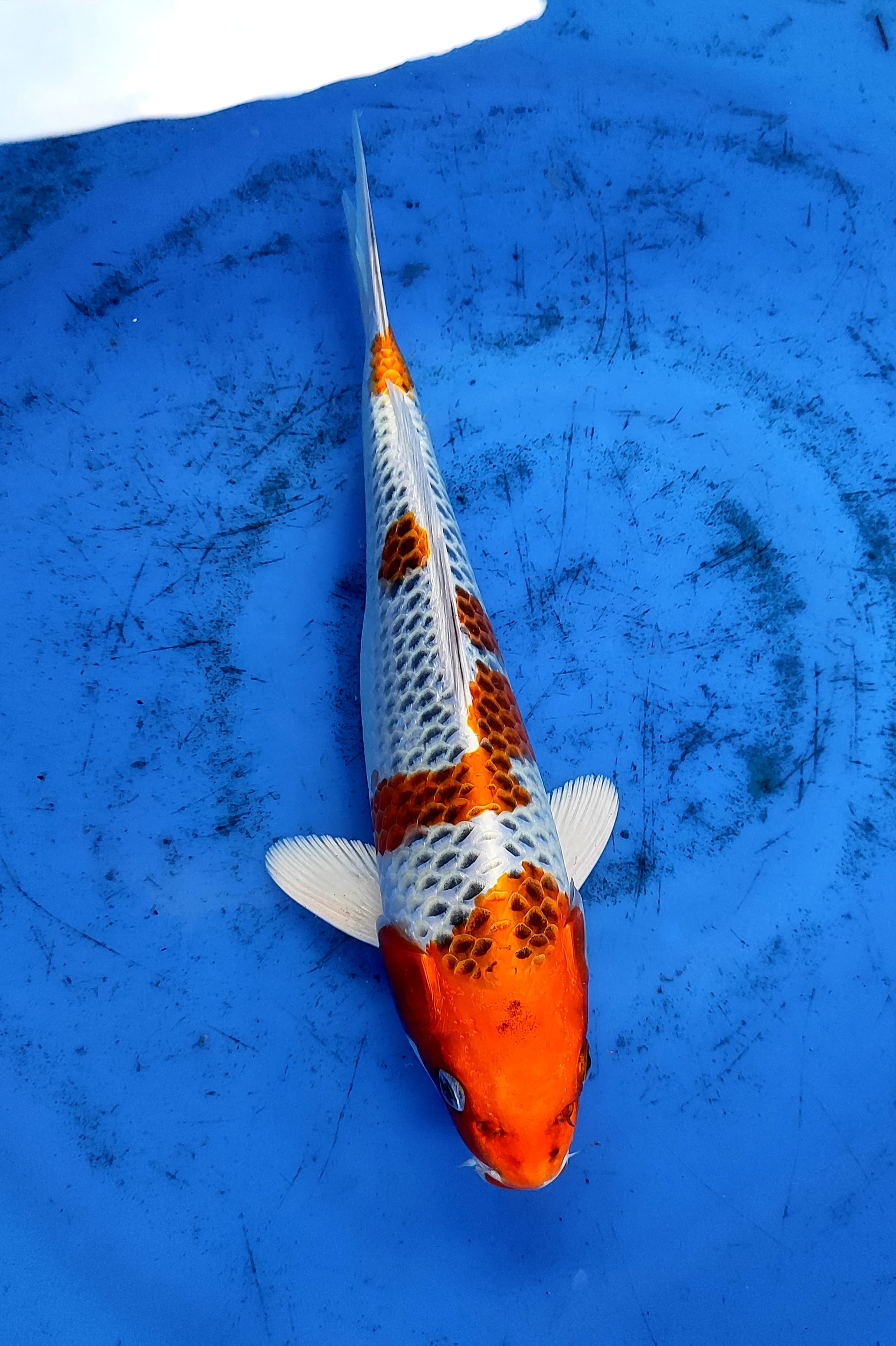 Lelang Koi Online, Jual Beli Ikan Koi, Pusat Jual Beli Koi, Info Lelang Koi Hari Ini, Platform Jual Beli Koi, Jual Beli Ikan Koi Online, Marketplace Ikan Koi, Jual Koi Terbaik, Tempat Beli Koi Berkualitas, Pasar Ikan Koi Online Terpercaya, Penjual Ikan Koi Terpercaya, Beli Koi Hias Online, Ikan Koi untuk Dijual, Koi Kualitas Terbaik, Toko Online Ikan Koi, Koi Hias Untuk Dijual, Jual Beli Ikan Koi Lokal, Koi Indonesia Online, Pusat Jual Beli Koi Terbesar