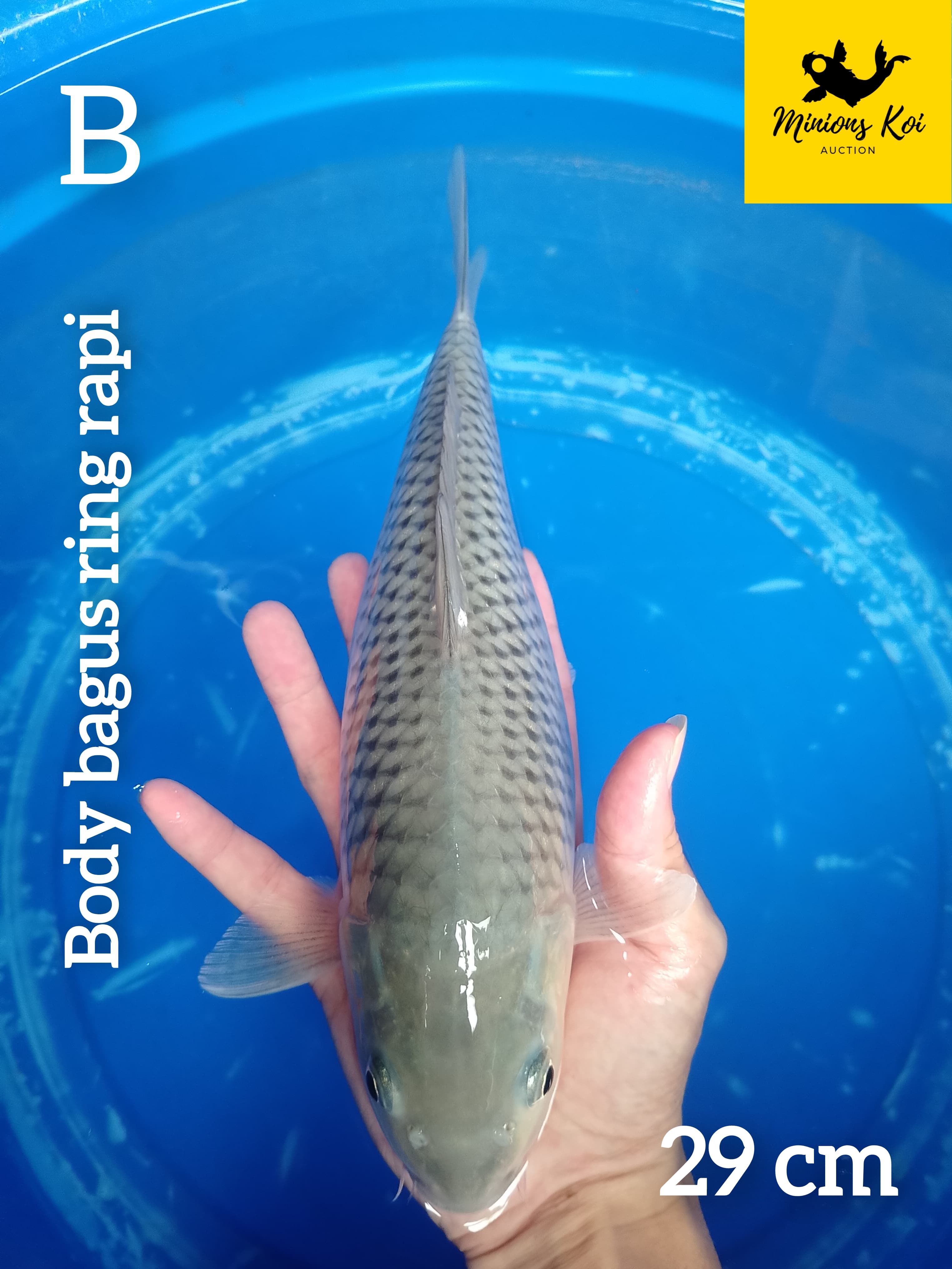 Lelang Koi Online, Jual Beli Ikan Koi, Pusat Jual Beli Koi, Info Lelang Koi Hari Ini, Platform Jual Beli Koi, Jual Beli Ikan Koi Online, Marketplace Ikan Koi, Jual Koi Terbaik, Tempat Beli Koi Berkualitas, Pasar Ikan Koi Online Terpercaya, Penjual Ikan Koi Terpercaya, Beli Koi Hias Online, Ikan Koi untuk Dijual, Koi Kualitas Terbaik, Toko Online Ikan Koi, Koi Hias Untuk Dijual, Jual Beli Ikan Koi Lokal, Koi Indonesia Online, Pusat Jual Beli Koi Terbesar