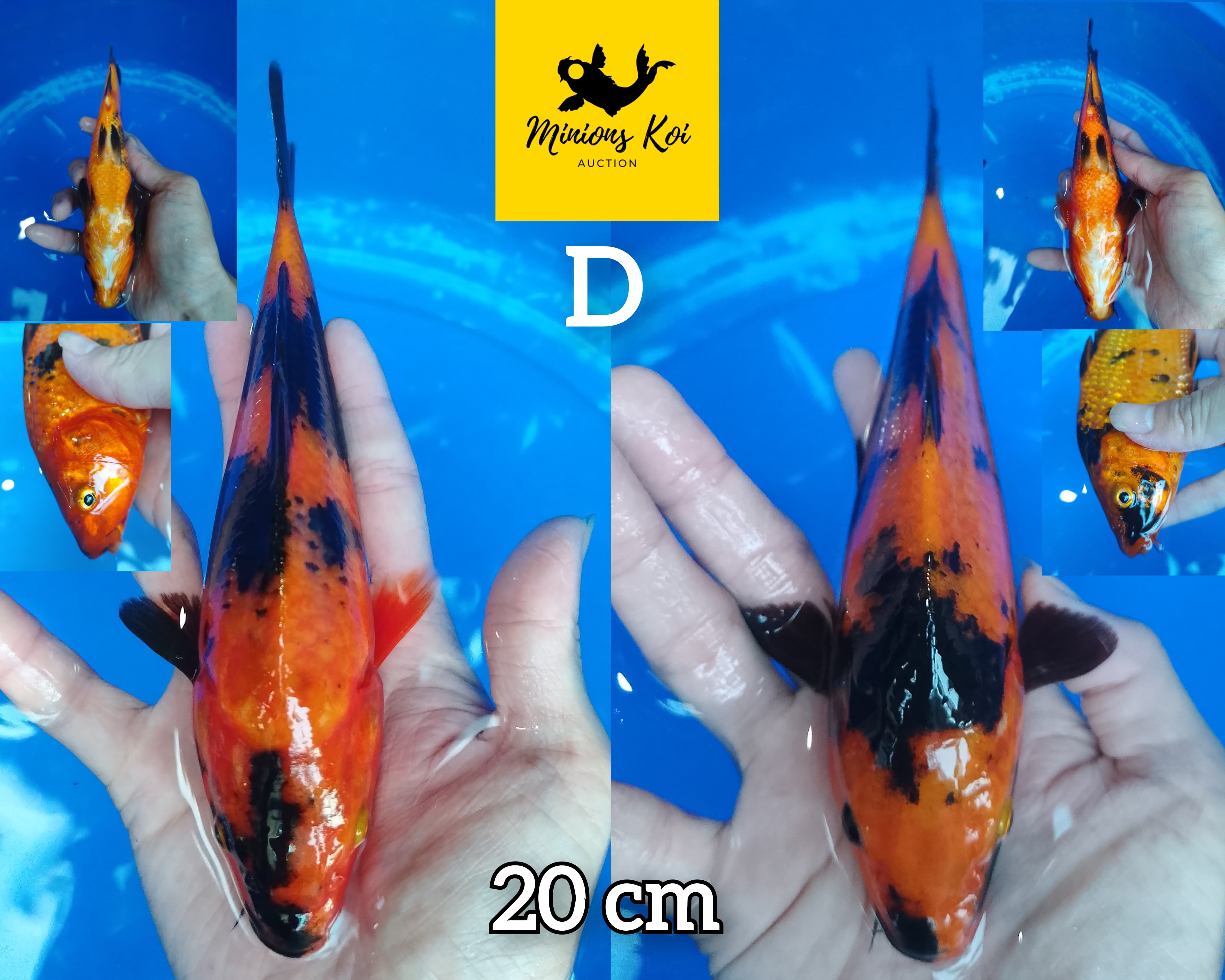 Lelang Koi Online, Jual Beli Ikan Koi, Pusat Jual Beli Koi, Info Lelang Koi Hari Ini, Platform Jual Beli Koi, Jual Beli Ikan Koi Online, Marketplace Ikan Koi, Jual Koi Terbaik, Tempat Beli Koi Berkualitas, Pasar Ikan Koi Online Terpercaya, Penjual Ikan Koi Terpercaya, Beli Koi Hias Online, Ikan Koi untuk Dijual, Koi Kualitas Terbaik, Toko Online Ikan Koi, Koi Hias Untuk Dijual, Jual Beli Ikan Koi Lokal, Koi Indonesia Online, Pusat Jual Beli Koi Terbesar