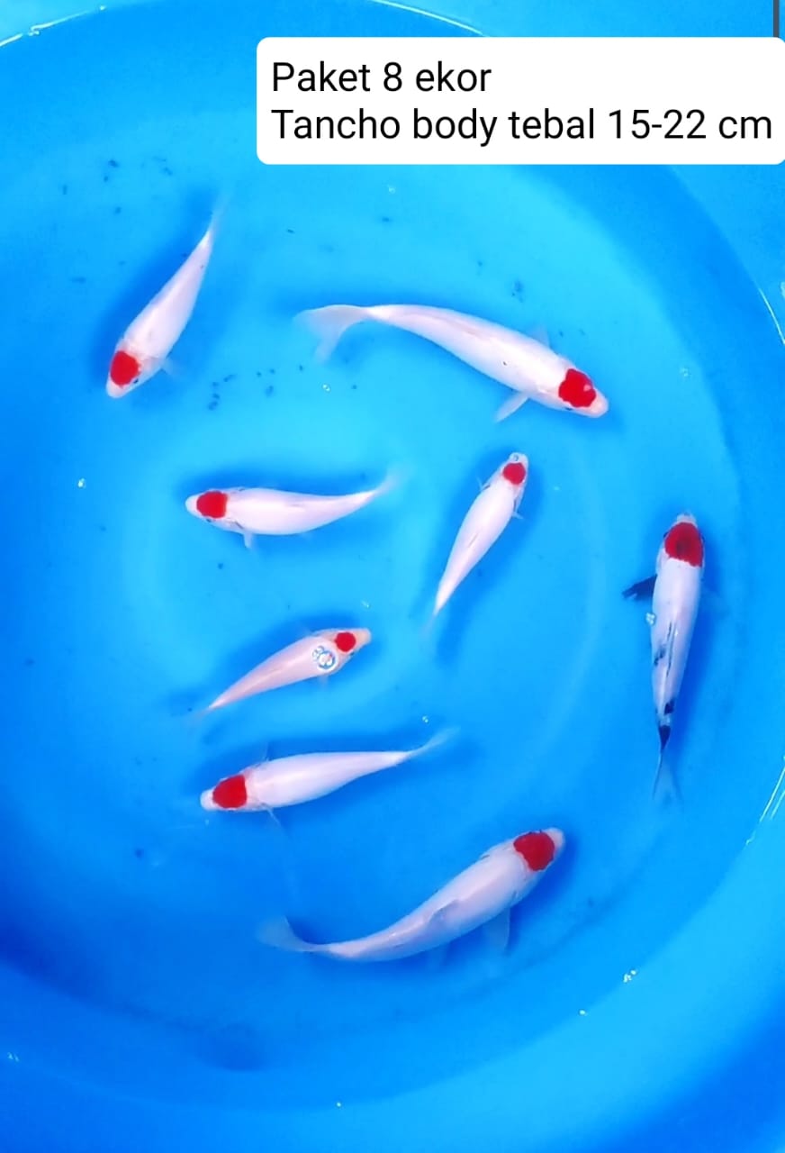 Lelang Koi Online, Jual Beli Ikan Koi, Pusat Jual Beli Koi, Info Lelang Koi Hari Ini, Platform Jual Beli Koi, Jual Beli Ikan Koi Online, Marketplace Ikan Koi, Jual Koi Terbaik, Tempat Beli Koi Berkualitas, Pasar Ikan Koi Online Terpercaya, Penjual Ikan Koi Terpercaya, Beli Koi Hias Online, Ikan Koi untuk Dijual, Koi Kualitas Terbaik, Toko Online Ikan Koi, Koi Hias Untuk Dijual, Jual Beli Ikan Koi Lokal, Koi Indonesia Online, Pusat Jual Beli Koi Terbesar