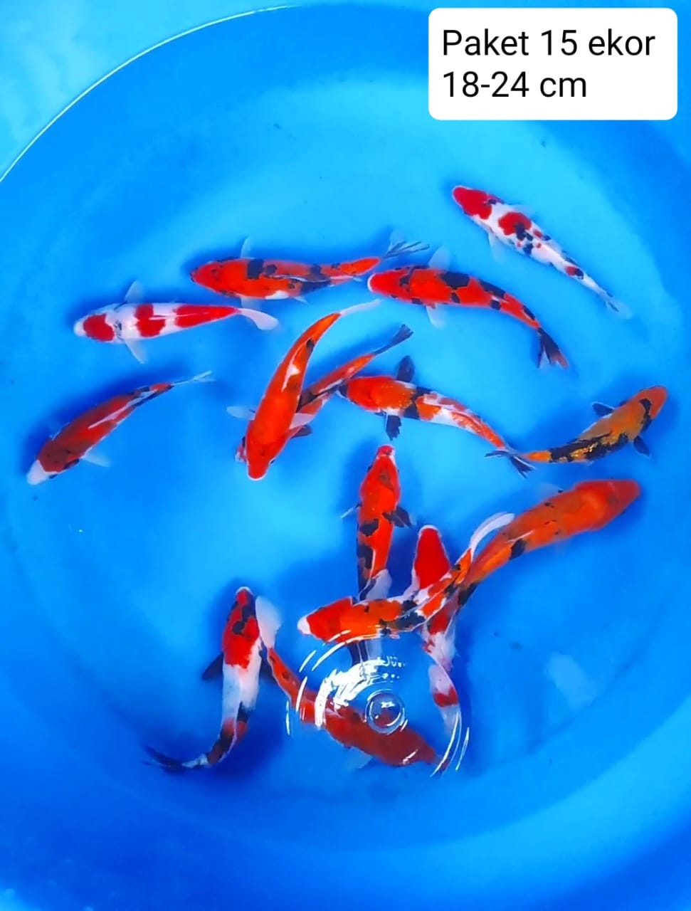 Lelang Koi Online, Jual Beli Ikan Koi, Pusat Jual Beli Koi, Info Lelang Koi Hari Ini, Platform Jual Beli Koi, Jual Beli Ikan Koi Online, Marketplace Ikan Koi, Jual Koi Terbaik, Tempat Beli Koi Berkualitas, Pasar Ikan Koi Online Terpercaya, Penjual Ikan Koi Terpercaya, Beli Koi Hias Online, Ikan Koi untuk Dijual, Koi Kualitas Terbaik, Toko Online Ikan Koi, Koi Hias Untuk Dijual, Jual Beli Ikan Koi Lokal, Koi Indonesia Online, Pusat Jual Beli Koi Terbesar