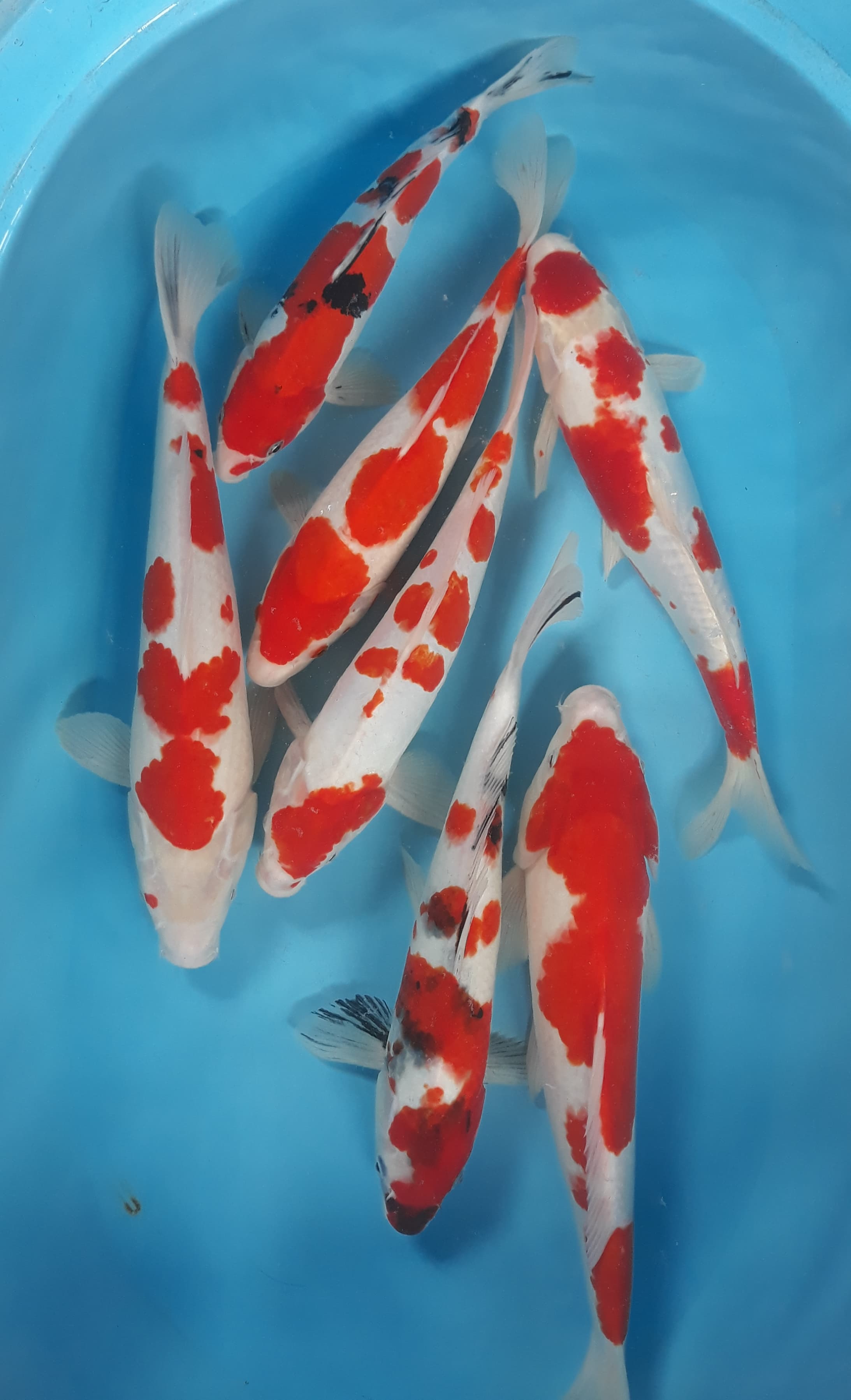 Lelang Koi Online, Jual Beli Ikan Koi, Pusat Jual Beli Koi, Info Lelang Koi Hari Ini, Platform Jual Beli Koi, Jual Beli Ikan Koi Online, Marketplace Ikan Koi, Jual Koi Terbaik, Tempat Beli Koi Berkualitas, Pasar Ikan Koi Online Terpercaya, Penjual Ikan Koi Terpercaya, Beli Koi Hias Online, Ikan Koi untuk Dijual, Koi Kualitas Terbaik, Toko Online Ikan Koi, Koi Hias Untuk Dijual, Jual Beli Ikan Koi Lokal, Koi Indonesia Online, Pusat Jual Beli Koi Terbesar