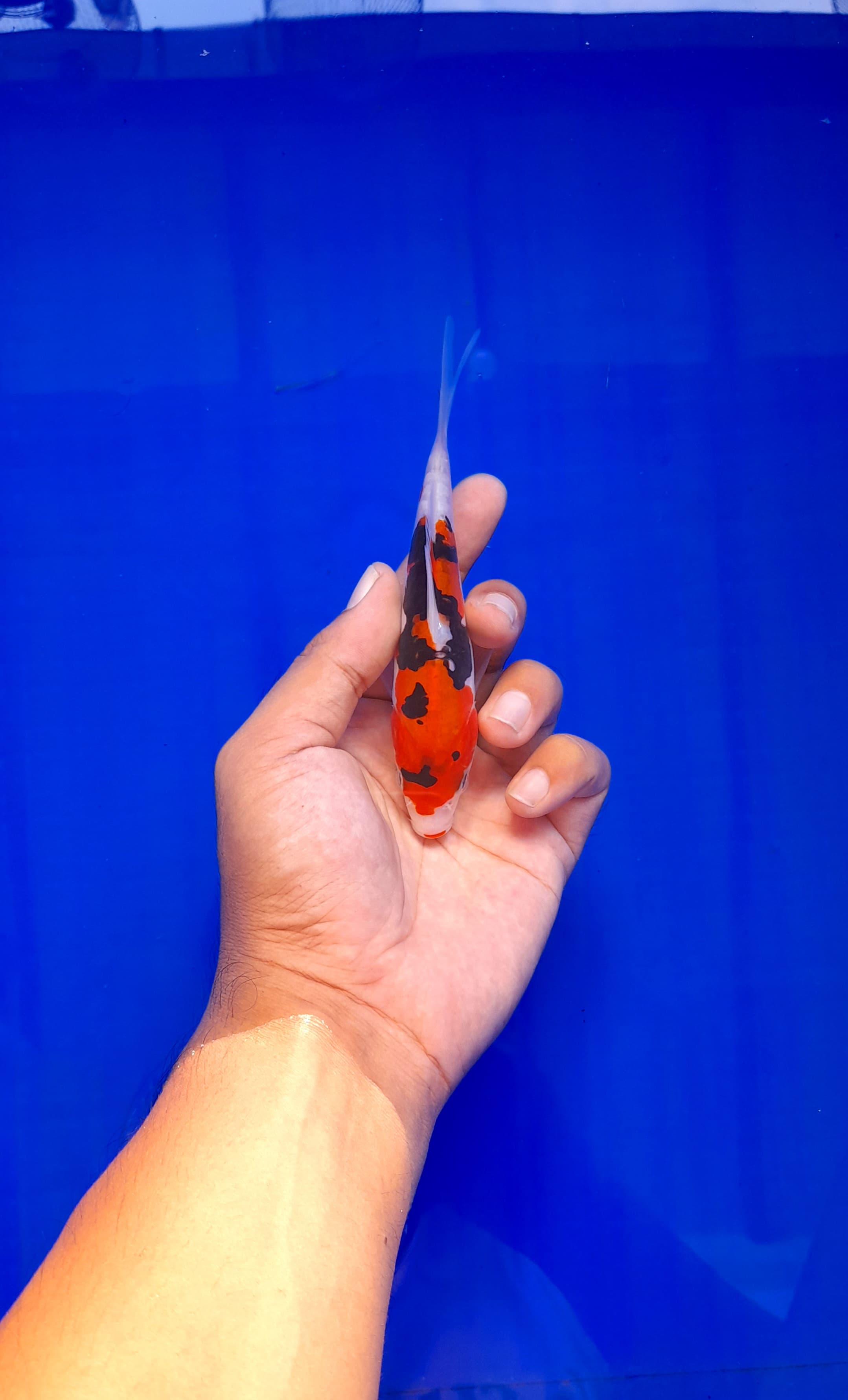 Lelang Koi Online, Jual Beli Ikan Koi, Pusat Jual Beli Koi, Info Lelang Koi Hari Ini, Platform Jual Beli Koi, Jual Beli Ikan Koi Online, Marketplace Ikan Koi, Jual Koi Terbaik, Tempat Beli Koi Berkualitas, Pasar Ikan Koi Online Terpercaya, Penjual Ikan Koi Terpercaya, Beli Koi Hias Online, Ikan Koi untuk Dijual, Koi Kualitas Terbaik, Toko Online Ikan Koi, Koi Hias Untuk Dijual, Jual Beli Ikan Koi Lokal, Koi Indonesia Online, Pusat Jual Beli Koi Terbesar