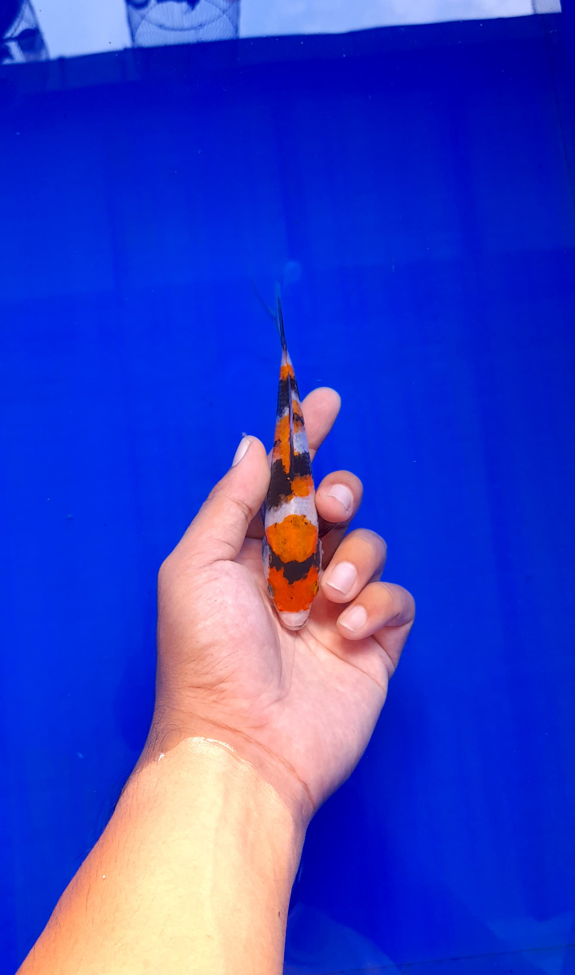 Lelang Koi Online, Jual Beli Ikan Koi, Pusat Jual Beli Koi, Info Lelang Koi Hari Ini, Platform Jual Beli Koi, Jual Beli Ikan Koi Online, Marketplace Ikan Koi, Jual Koi Terbaik, Tempat Beli Koi Berkualitas, Pasar Ikan Koi Online Terpercaya, Penjual Ikan Koi Terpercaya, Beli Koi Hias Online, Ikan Koi untuk Dijual, Koi Kualitas Terbaik, Toko Online Ikan Koi, Koi Hias Untuk Dijual, Jual Beli Ikan Koi Lokal, Koi Indonesia Online, Pusat Jual Beli Koi Terbesar