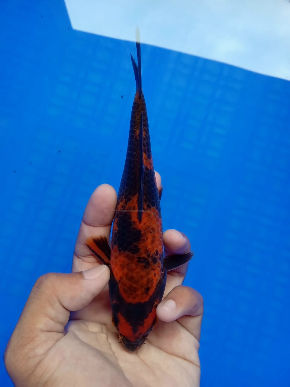 Lelang Koi Online, Jual Beli Ikan Koi, Pusat Jual Beli Koi, Info Lelang Koi Hari Ini, Platform Jual Beli Koi, Jual Beli Ikan Koi Online, Marketplace Ikan Koi, Jual Koi Terbaik, Tempat Beli Koi Berkualitas, Pasar Ikan Koi Online Terpercaya, Penjual Ikan Koi Terpercaya, Beli Koi Hias Online, Ikan Koi untuk Dijual, Koi Kualitas Terbaik, Toko Online Ikan Koi, Koi Hias Untuk Dijual, Jual Beli Ikan Koi Lokal, Koi Indonesia Online, Pusat Jual Beli Koi Terbesar