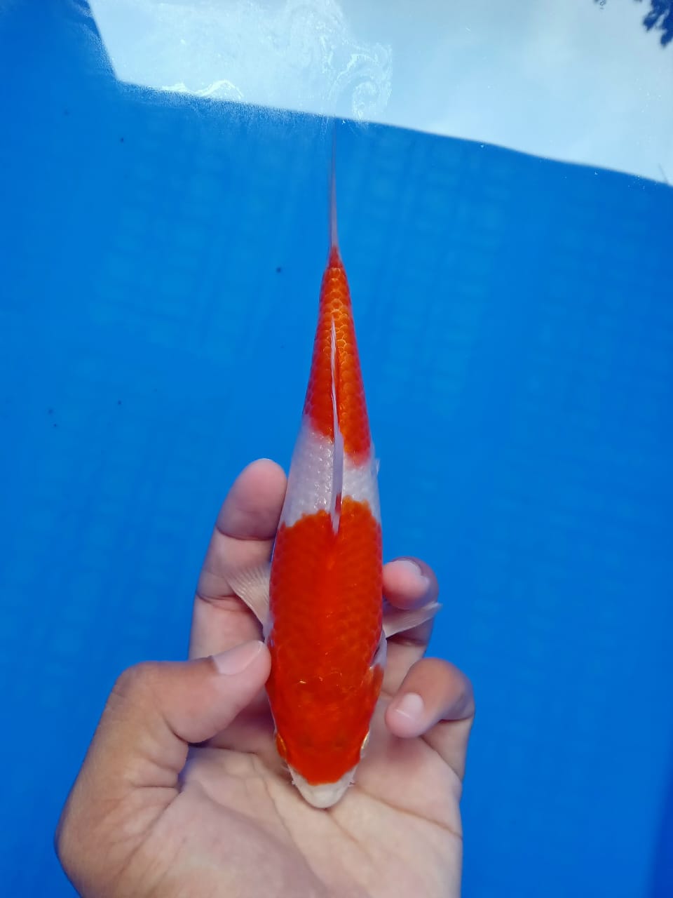 Lelang Koi Online, Jual Beli Ikan Koi, Pusat Jual Beli Koi, Info Lelang Koi Hari Ini, Platform Jual Beli Koi, Jual Beli Ikan Koi Online, Marketplace Ikan Koi, Jual Koi Terbaik, Tempat Beli Koi Berkualitas, Pasar Ikan Koi Online Terpercaya, Penjual Ikan Koi Terpercaya, Beli Koi Hias Online, Ikan Koi untuk Dijual, Koi Kualitas Terbaik, Toko Online Ikan Koi, Koi Hias Untuk Dijual, Jual Beli Ikan Koi Lokal, Koi Indonesia Online, Pusat Jual Beli Koi Terbesar