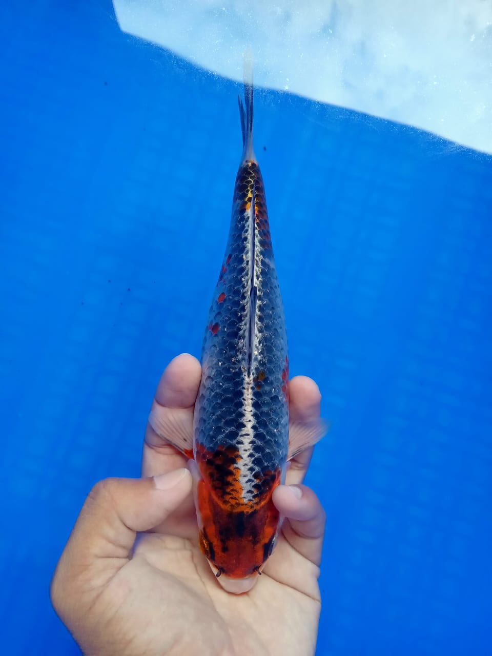 Lelang Koi Online, Jual Beli Ikan Koi, Pusat Jual Beli Koi, Info Lelang Koi Hari Ini, Platform Jual Beli Koi, Jual Beli Ikan Koi Online, Marketplace Ikan Koi, Jual Koi Terbaik, Tempat Beli Koi Berkualitas, Pasar Ikan Koi Online Terpercaya, Penjual Ikan Koi Terpercaya, Beli Koi Hias Online, Ikan Koi untuk Dijual, Koi Kualitas Terbaik, Toko Online Ikan Koi, Koi Hias Untuk Dijual, Jual Beli Ikan Koi Lokal, Koi Indonesia Online, Pusat Jual Beli Koi Terbesar