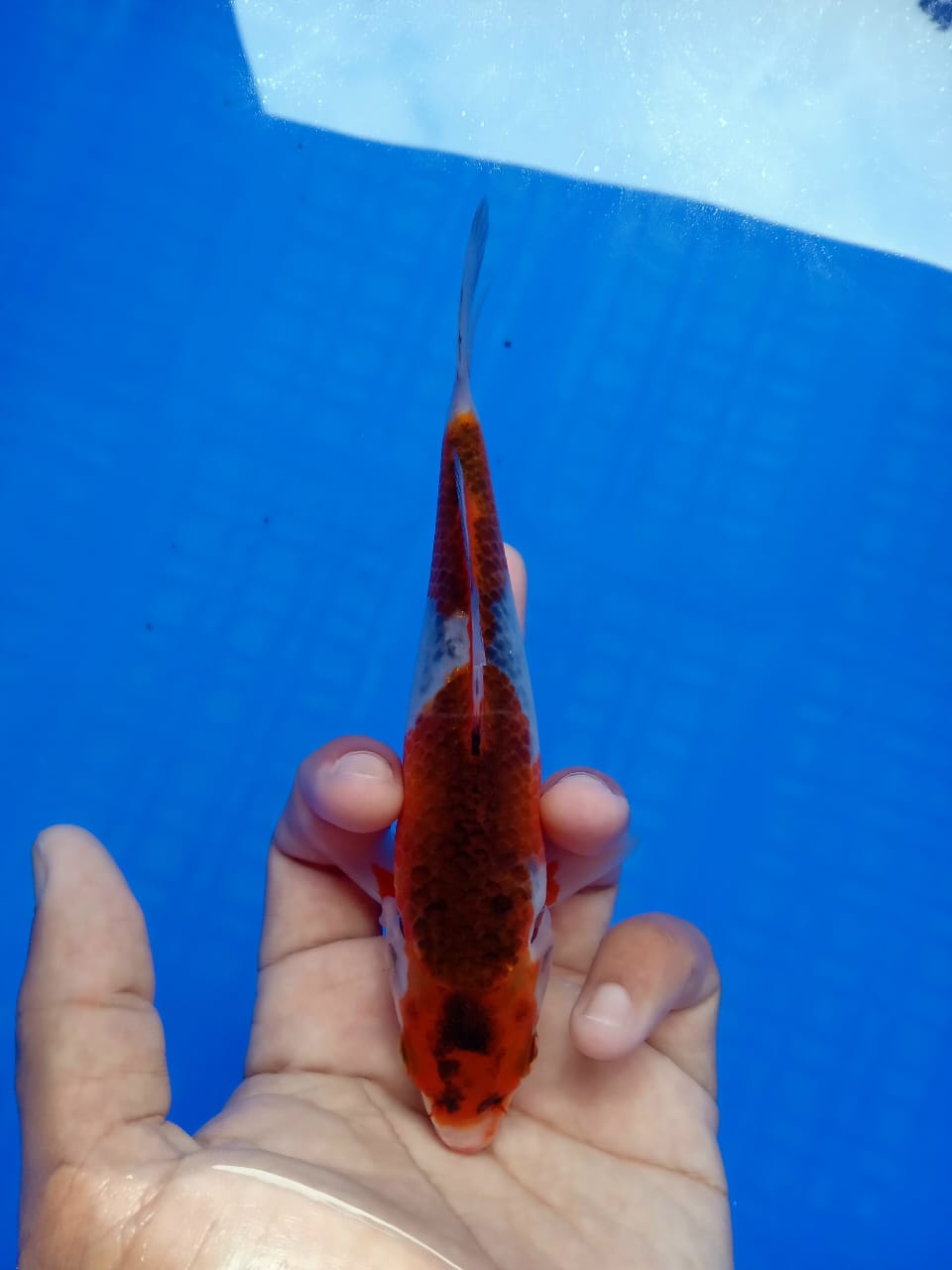 Lelang Koi Online, Jual Beli Ikan Koi, Pusat Jual Beli Koi, Info Lelang Koi Hari Ini, Platform Jual Beli Koi, Jual Beli Ikan Koi Online, Marketplace Ikan Koi, Jual Koi Terbaik, Tempat Beli Koi Berkualitas, Pasar Ikan Koi Online Terpercaya, Penjual Ikan Koi Terpercaya, Beli Koi Hias Online, Ikan Koi untuk Dijual, Koi Kualitas Terbaik, Toko Online Ikan Koi, Koi Hias Untuk Dijual, Jual Beli Ikan Koi Lokal, Koi Indonesia Online, Pusat Jual Beli Koi Terbesar