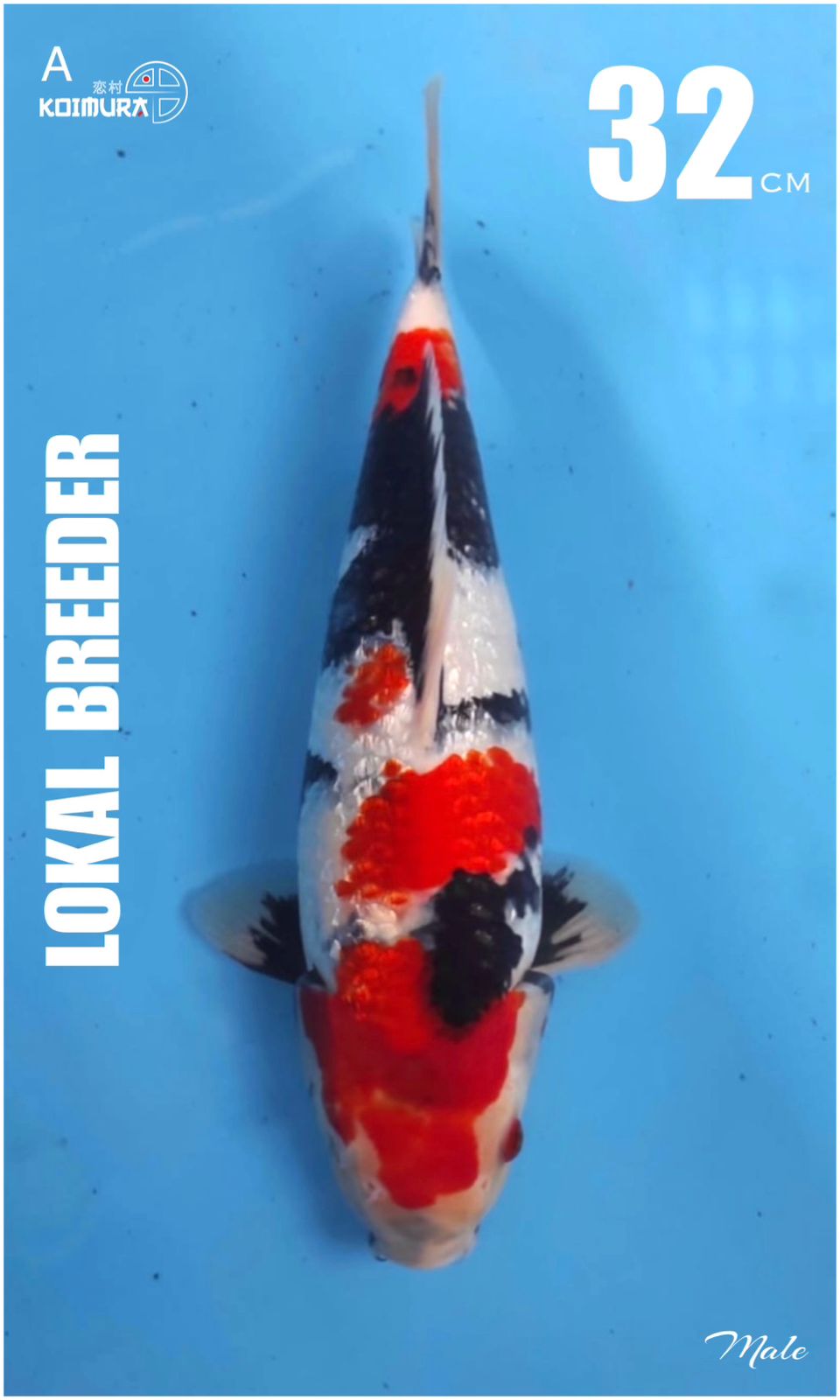 Lelang Koi Online, Jual Beli Ikan Koi, Pusat Jual Beli Koi, Info Lelang Koi Hari Ini, Platform Jual Beli Koi, Jual Beli Ikan Koi Online, Marketplace Ikan Koi, Jual Koi Terbaik, Tempat Beli Koi Berkualitas, Pasar Ikan Koi Online Terpercaya, Penjual Ikan Koi Terpercaya, Beli Koi Hias Online, Ikan Koi untuk Dijual, Koi Kualitas Terbaik, Toko Online Ikan Koi, Koi Hias Untuk Dijual, Jual Beli Ikan Koi Lokal, Koi Indonesia Online, Pusat Jual Beli Koi Terbesar