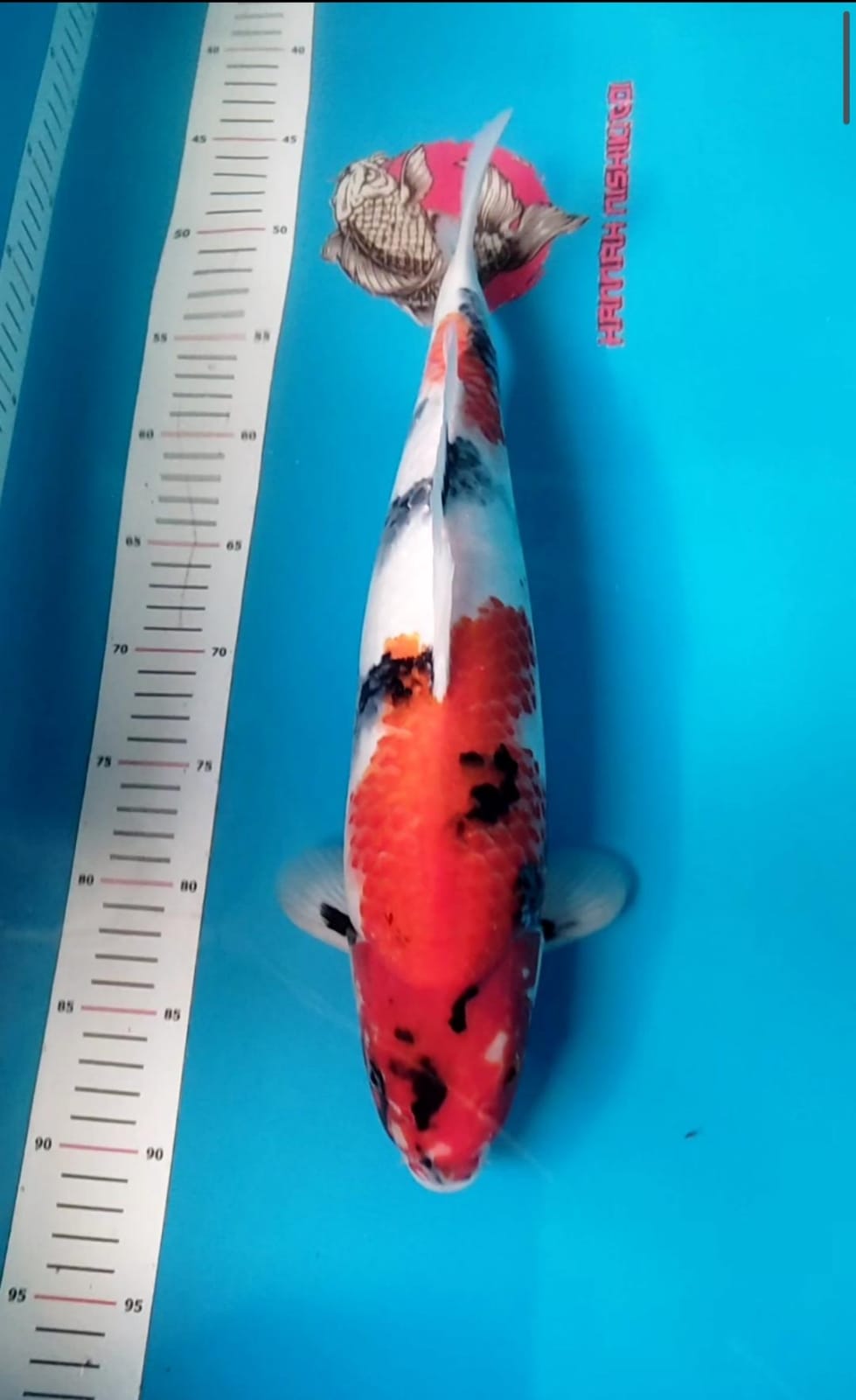 Lelang Koi Online, Jual Beli Ikan Koi, Pusat Jual Beli Koi, Info Lelang Koi Hari Ini, Platform Jual Beli Koi, Jual Beli Ikan Koi Online, Marketplace Ikan Koi, Jual Koi Terbaik, Tempat Beli Koi Berkualitas, Pasar Ikan Koi Online Terpercaya, Penjual Ikan Koi Terpercaya, Beli Koi Hias Online, Ikan Koi untuk Dijual, Koi Kualitas Terbaik, Toko Online Ikan Koi, Koi Hias Untuk Dijual, Jual Beli Ikan Koi Lokal, Koi Indonesia Online, Pusat Jual Beli Koi Terbesar