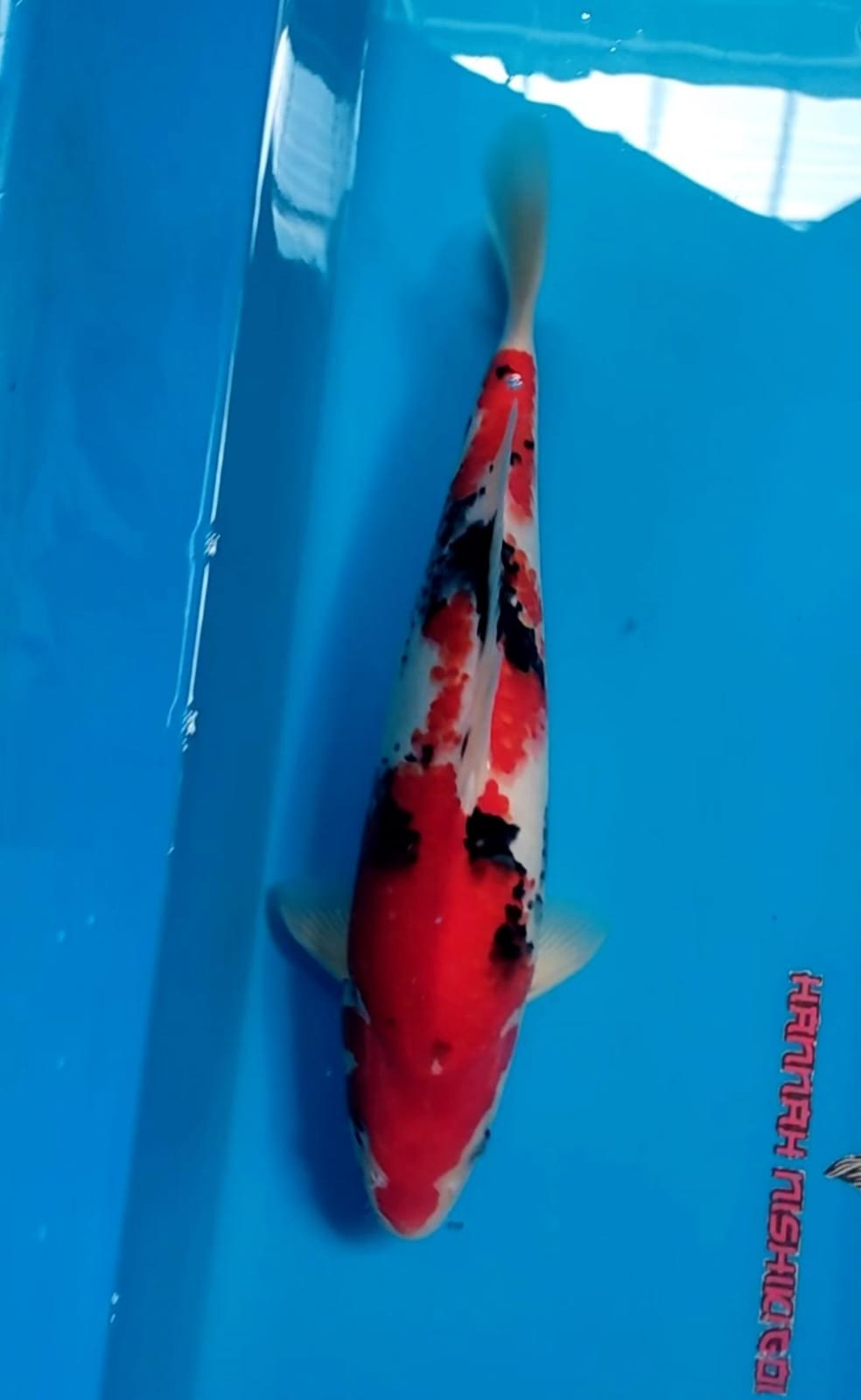 Lelang Koi Online, Jual Beli Ikan Koi, Pusat Jual Beli Koi, Info Lelang Koi Hari Ini, Platform Jual Beli Koi, Jual Beli Ikan Koi Online, Marketplace Ikan Koi, Jual Koi Terbaik, Tempat Beli Koi Berkualitas, Pasar Ikan Koi Online Terpercaya, Penjual Ikan Koi Terpercaya, Beli Koi Hias Online, Ikan Koi untuk Dijual, Koi Kualitas Terbaik, Toko Online Ikan Koi, Koi Hias Untuk Dijual, Jual Beli Ikan Koi Lokal, Koi Indonesia Online, Pusat Jual Beli Koi Terbesar