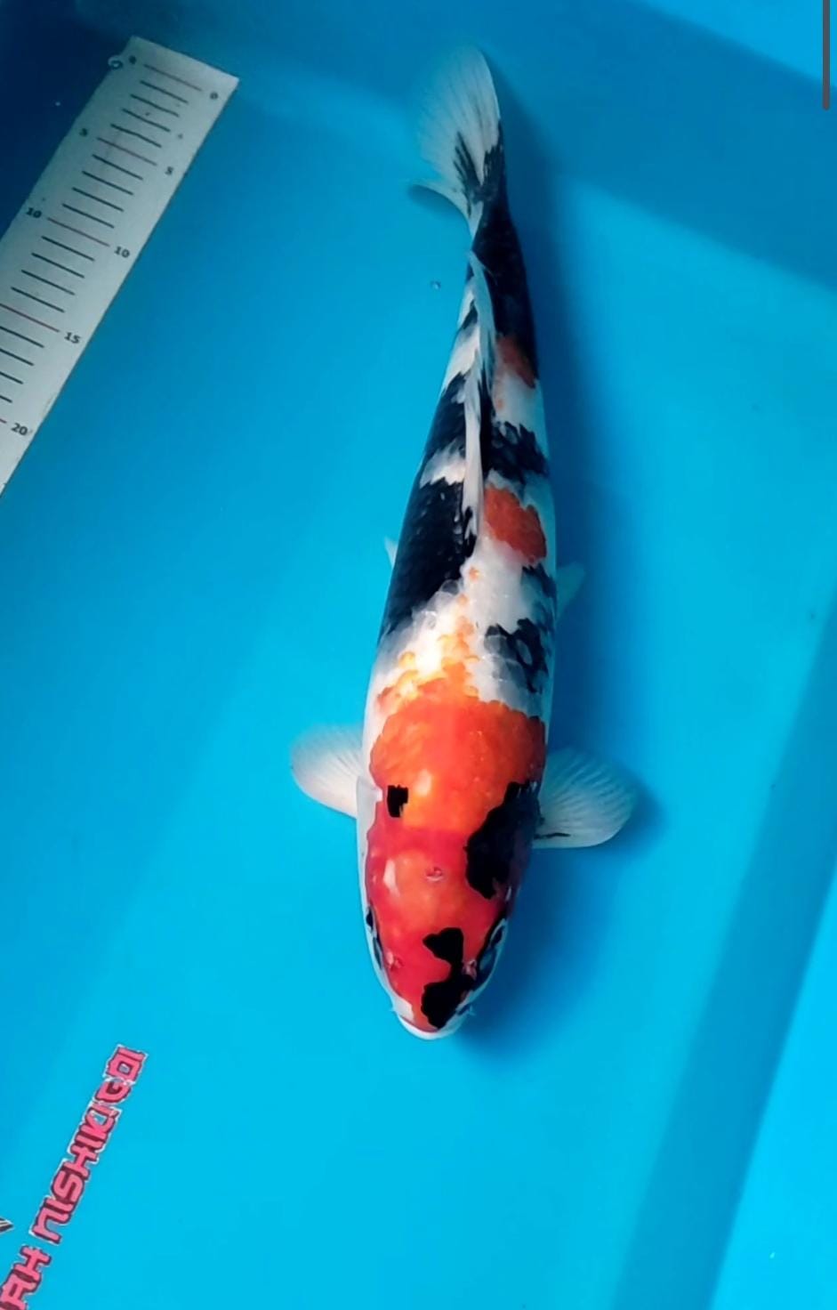 Lelang Koi Online, Jual Beli Ikan Koi, Pusat Jual Beli Koi, Info Lelang Koi Hari Ini, Platform Jual Beli Koi, Jual Beli Ikan Koi Online, Marketplace Ikan Koi, Jual Koi Terbaik, Tempat Beli Koi Berkualitas, Pasar Ikan Koi Online Terpercaya, Penjual Ikan Koi Terpercaya, Beli Koi Hias Online, Ikan Koi untuk Dijual, Koi Kualitas Terbaik, Toko Online Ikan Koi, Koi Hias Untuk Dijual, Jual Beli Ikan Koi Lokal, Koi Indonesia Online, Pusat Jual Beli Koi Terbesar