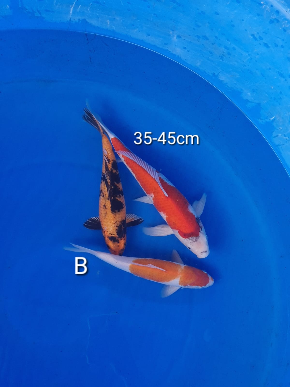 Lelang Koi Online, Jual Beli Ikan Koi, Pusat Jual Beli Koi, Info Lelang Koi Hari Ini, Platform Jual Beli Koi, Jual Beli Ikan Koi Online, Marketplace Ikan Koi, Jual Koi Terbaik, Tempat Beli Koi Berkualitas, Pasar Ikan Koi Online Terpercaya, Penjual Ikan Koi Terpercaya, Beli Koi Hias Online, Ikan Koi untuk Dijual, Koi Kualitas Terbaik, Toko Online Ikan Koi, Koi Hias Untuk Dijual, Jual Beli Ikan Koi Lokal, Koi Indonesia Online, Pusat Jual Beli Koi Terbesar