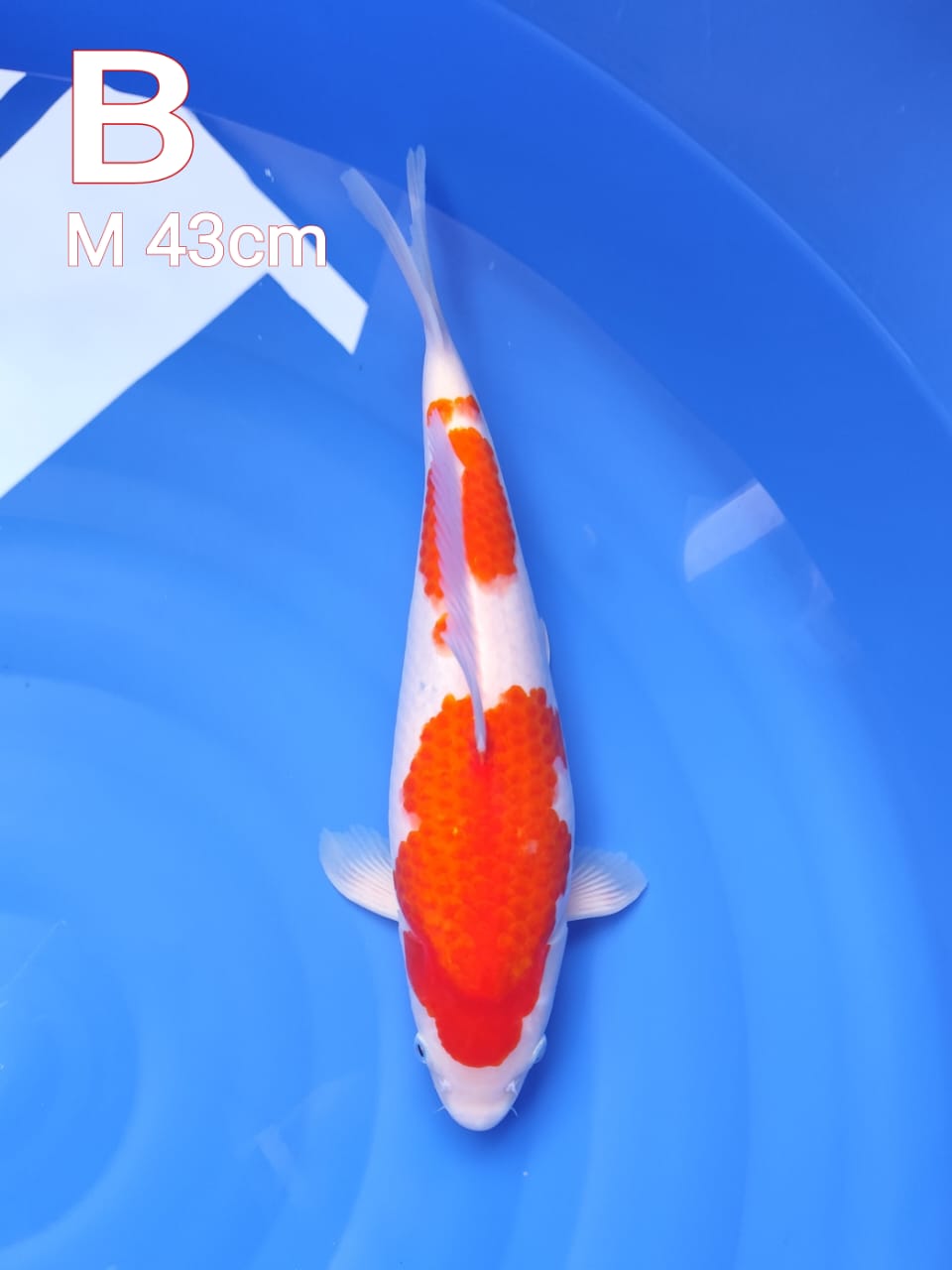 Lelang Koi Online, Jual Beli Ikan Koi, Pusat Jual Beli Koi, Info Lelang Koi Hari Ini, Platform Jual Beli Koi, Jual Beli Ikan Koi Online, Marketplace Ikan Koi, Jual Koi Terbaik, Tempat Beli Koi Berkualitas, Pasar Ikan Koi Online Terpercaya, Penjual Ikan Koi Terpercaya, Beli Koi Hias Online, Ikan Koi untuk Dijual, Koi Kualitas Terbaik, Toko Online Ikan Koi, Koi Hias Untuk Dijual, Jual Beli Ikan Koi Lokal, Koi Indonesia Online, Pusat Jual Beli Koi Terbesar