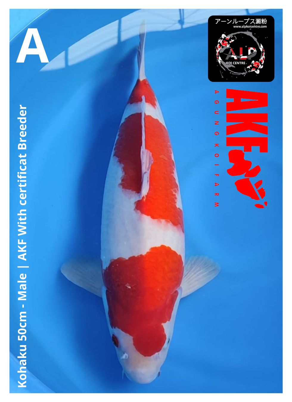 Lelang Koi Online, Jual Beli Ikan Koi, Pusat Jual Beli Koi, Info Lelang Koi Hari Ini, Platform Jual Beli Koi, Jual Beli Ikan Koi Online, Marketplace Ikan Koi, Jual Koi Terbaik, Tempat Beli Koi Berkualitas, Pasar Ikan Koi Online Terpercaya, Penjual Ikan Koi Terpercaya, Beli Koi Hias Online, Ikan Koi untuk Dijual, Koi Kualitas Terbaik, Toko Online Ikan Koi, Koi Hias Untuk Dijual, Jual Beli Ikan Koi Lokal, Koi Indonesia Online, Pusat Jual Beli Koi Terbesar