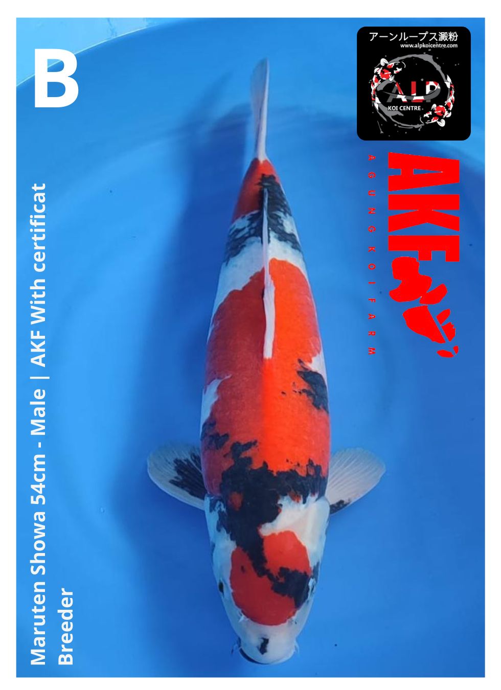 Lelang Koi Online, Jual Beli Ikan Koi, Pusat Jual Beli Koi, Info Lelang Koi Hari Ini, Platform Jual Beli Koi, Jual Beli Ikan Koi Online, Marketplace Ikan Koi, Jual Koi Terbaik, Tempat Beli Koi Berkualitas, Pasar Ikan Koi Online Terpercaya, Penjual Ikan Koi Terpercaya, Beli Koi Hias Online, Ikan Koi untuk Dijual, Koi Kualitas Terbaik, Toko Online Ikan Koi, Koi Hias Untuk Dijual, Jual Beli Ikan Koi Lokal, Koi Indonesia Online, Pusat Jual Beli Koi Terbesar