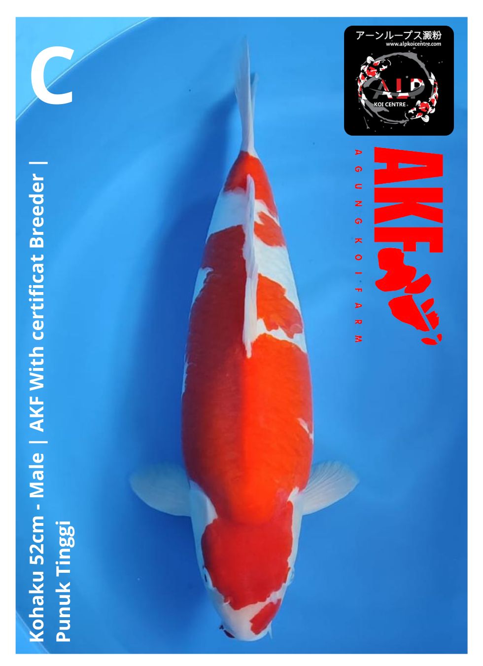 Lelang Koi Online, Jual Beli Ikan Koi, Pusat Jual Beli Koi, Info Lelang Koi Hari Ini, Platform Jual Beli Koi, Jual Beli Ikan Koi Online, Marketplace Ikan Koi, Jual Koi Terbaik, Tempat Beli Koi Berkualitas, Pasar Ikan Koi Online Terpercaya, Penjual Ikan Koi Terpercaya, Beli Koi Hias Online, Ikan Koi untuk Dijual, Koi Kualitas Terbaik, Toko Online Ikan Koi, Koi Hias Untuk Dijual, Jual Beli Ikan Koi Lokal, Koi Indonesia Online, Pusat Jual Beli Koi Terbesar