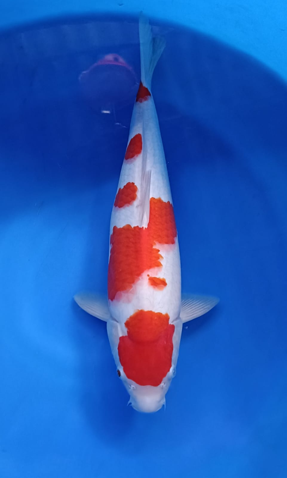 Lelang Koi Online, Jual Beli Ikan Koi, Pusat Jual Beli Koi, Info Lelang Koi Hari Ini, Platform Jual Beli Koi, Jual Beli Ikan Koi Online, Marketplace Ikan Koi, Jual Koi Terbaik, Tempat Beli Koi Berkualitas, Pasar Ikan Koi Online Terpercaya, Penjual Ikan Koi Terpercaya, Beli Koi Hias Online, Ikan Koi untuk Dijual, Koi Kualitas Terbaik, Toko Online Ikan Koi, Koi Hias Untuk Dijual, Jual Beli Ikan Koi Lokal, Koi Indonesia Online, Pusat Jual Beli Koi Terbesar