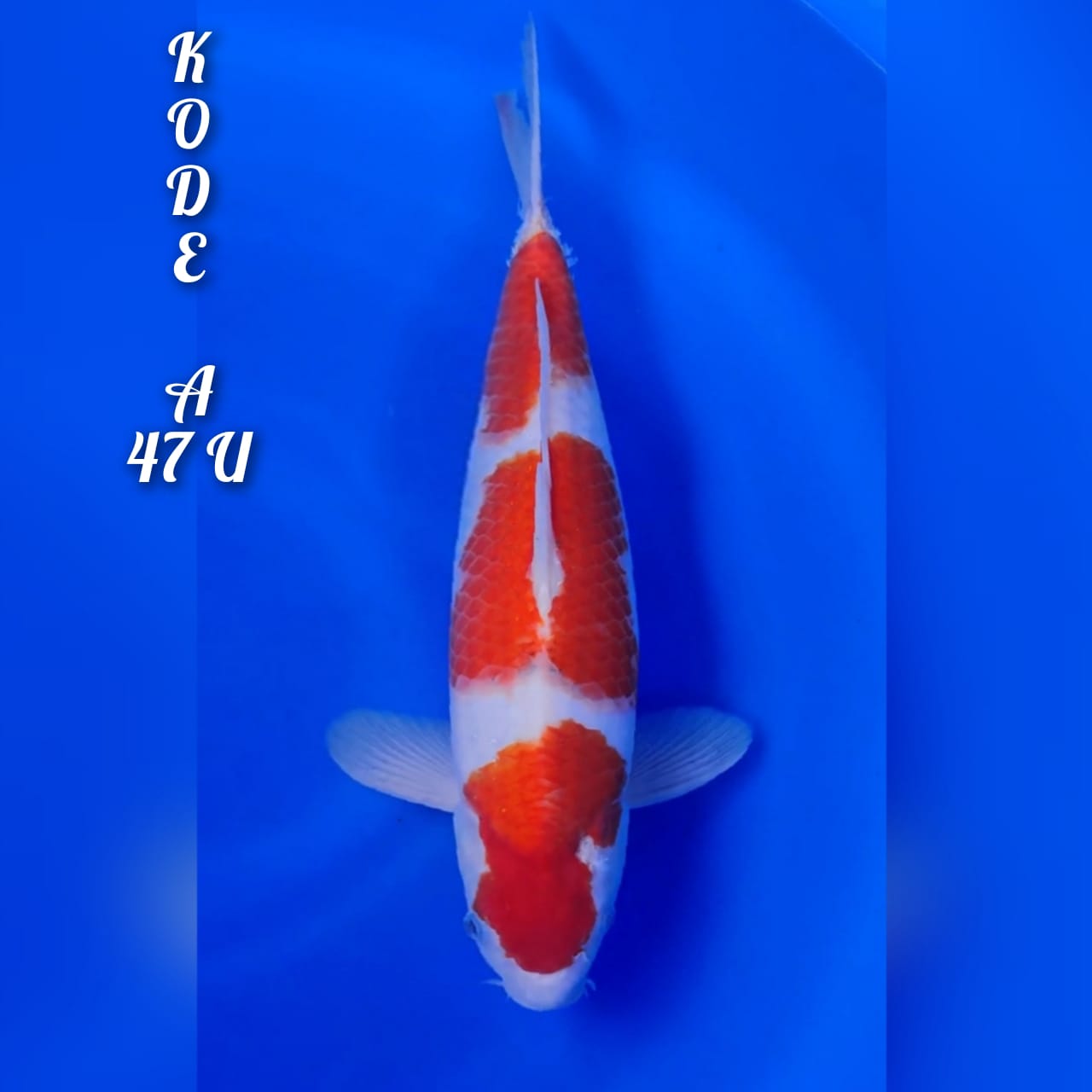 Lelang Koi Online, Jual Beli Ikan Koi, Pusat Jual Beli Koi, Info Lelang Koi Hari Ini, Platform Jual Beli Koi, Jual Beli Ikan Koi Online, Marketplace Ikan Koi, Jual Koi Terbaik, Tempat Beli Koi Berkualitas, Pasar Ikan Koi Online Terpercaya, Penjual Ikan Koi Terpercaya, Beli Koi Hias Online, Ikan Koi untuk Dijual, Koi Kualitas Terbaik, Toko Online Ikan Koi, Koi Hias Untuk Dijual, Jual Beli Ikan Koi Lokal, Koi Indonesia Online, Pusat Jual Beli Koi Terbesar