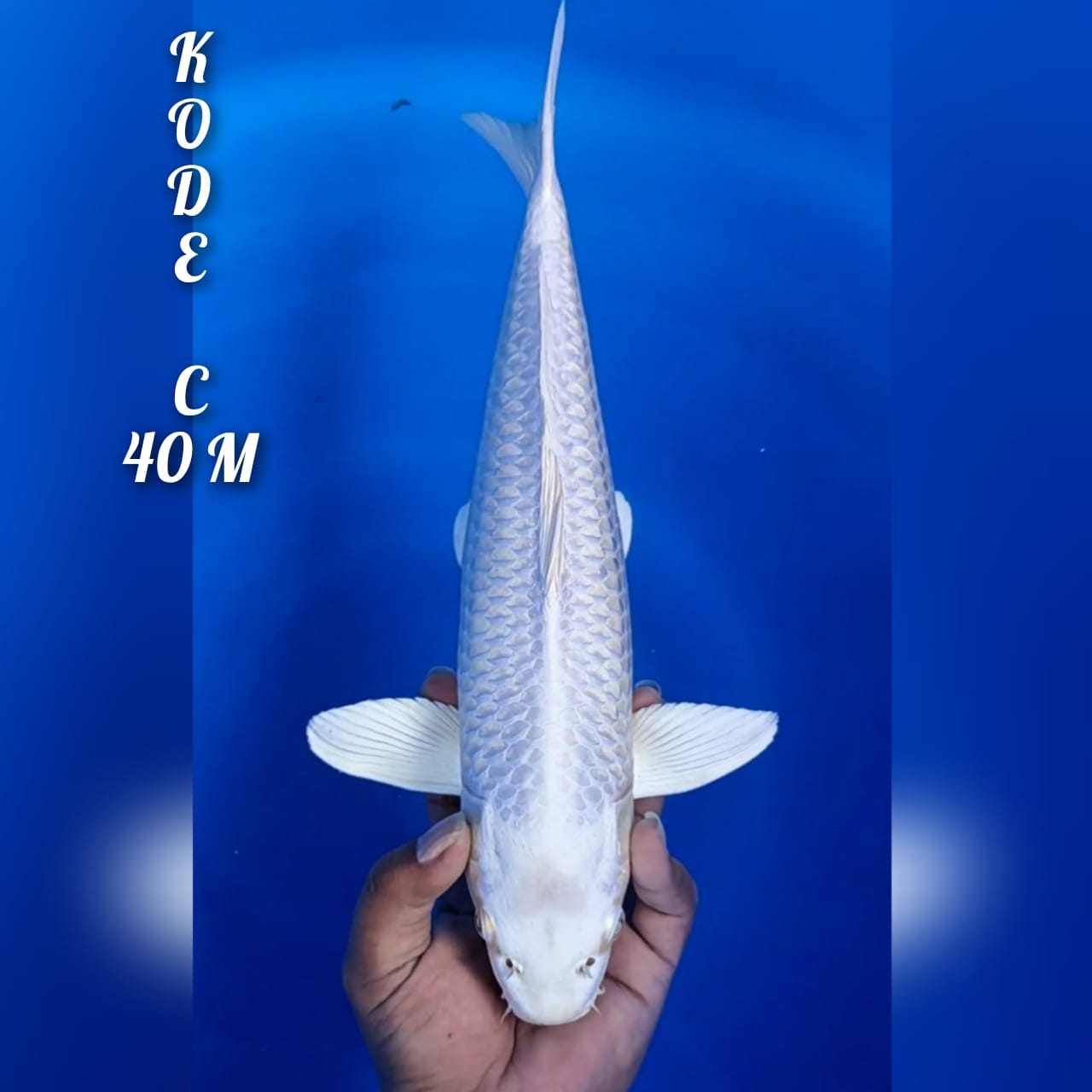 Lelang Koi Online, Jual Beli Ikan Koi, Pusat Jual Beli Koi, Info Lelang Koi Hari Ini, Platform Jual Beli Koi, Jual Beli Ikan Koi Online, Marketplace Ikan Koi, Jual Koi Terbaik, Tempat Beli Koi Berkualitas, Pasar Ikan Koi Online Terpercaya, Penjual Ikan Koi Terpercaya, Beli Koi Hias Online, Ikan Koi untuk Dijual, Koi Kualitas Terbaik, Toko Online Ikan Koi, Koi Hias Untuk Dijual, Jual Beli Ikan Koi Lokal, Koi Indonesia Online, Pusat Jual Beli Koi Terbesar