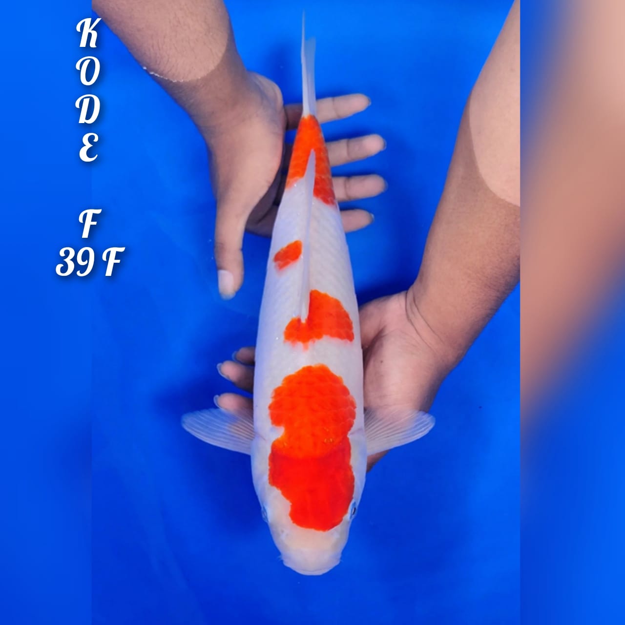 Lelang Koi Online, Jual Beli Ikan Koi, Pusat Jual Beli Koi, Info Lelang Koi Hari Ini, Platform Jual Beli Koi, Jual Beli Ikan Koi Online, Marketplace Ikan Koi, Jual Koi Terbaik, Tempat Beli Koi Berkualitas, Pasar Ikan Koi Online Terpercaya, Penjual Ikan Koi Terpercaya, Beli Koi Hias Online, Ikan Koi untuk Dijual, Koi Kualitas Terbaik, Toko Online Ikan Koi, Koi Hias Untuk Dijual, Jual Beli Ikan Koi Lokal, Koi Indonesia Online, Pusat Jual Beli Koi Terbesar