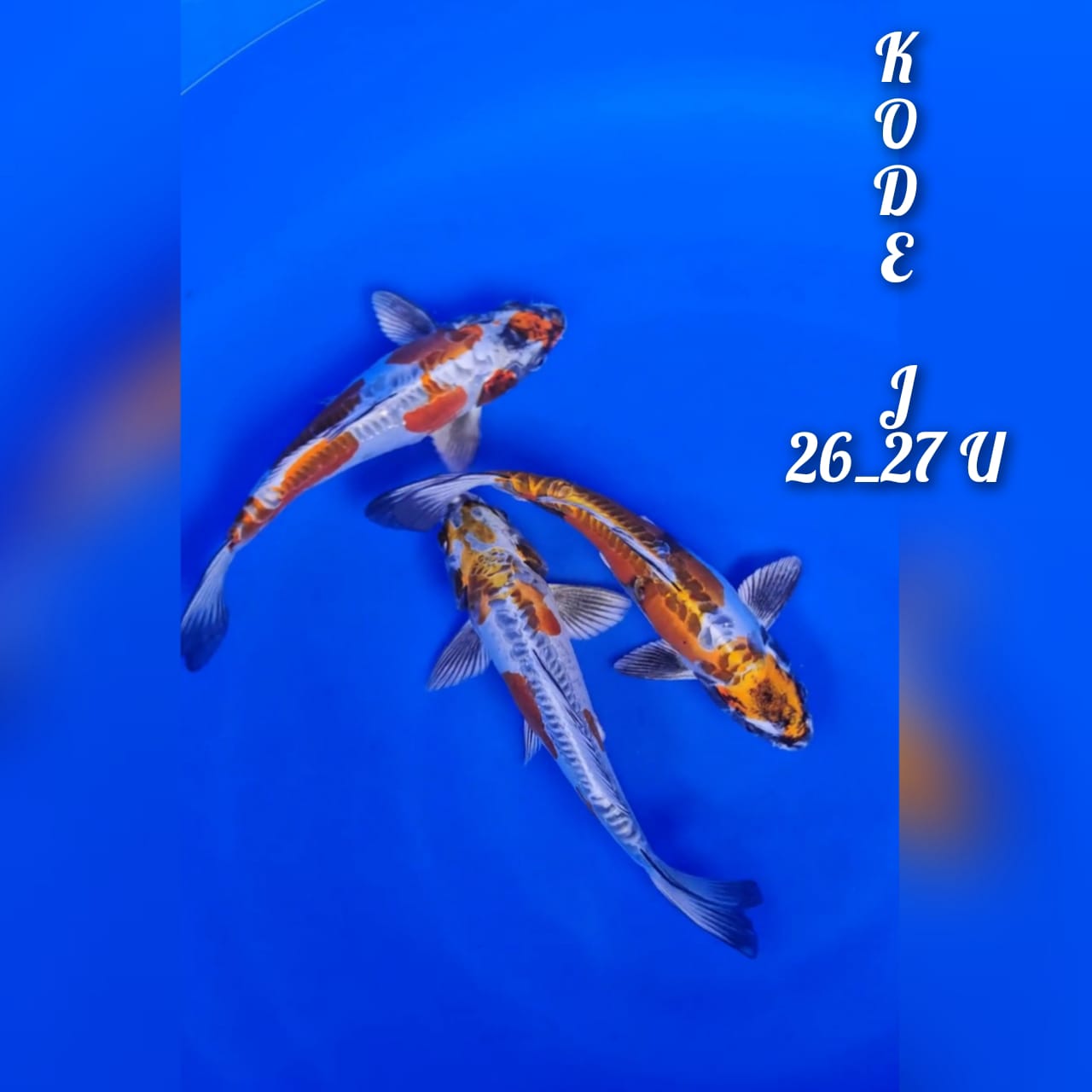 Lelang Koi Online, Jual Beli Ikan Koi, Pusat Jual Beli Koi, Info Lelang Koi Hari Ini, Platform Jual Beli Koi, Jual Beli Ikan Koi Online, Marketplace Ikan Koi, Jual Koi Terbaik, Tempat Beli Koi Berkualitas, Pasar Ikan Koi Online Terpercaya, Penjual Ikan Koi Terpercaya, Beli Koi Hias Online, Ikan Koi untuk Dijual, Koi Kualitas Terbaik, Toko Online Ikan Koi, Koi Hias Untuk Dijual, Jual Beli Ikan Koi Lokal, Koi Indonesia Online, Pusat Jual Beli Koi Terbesar