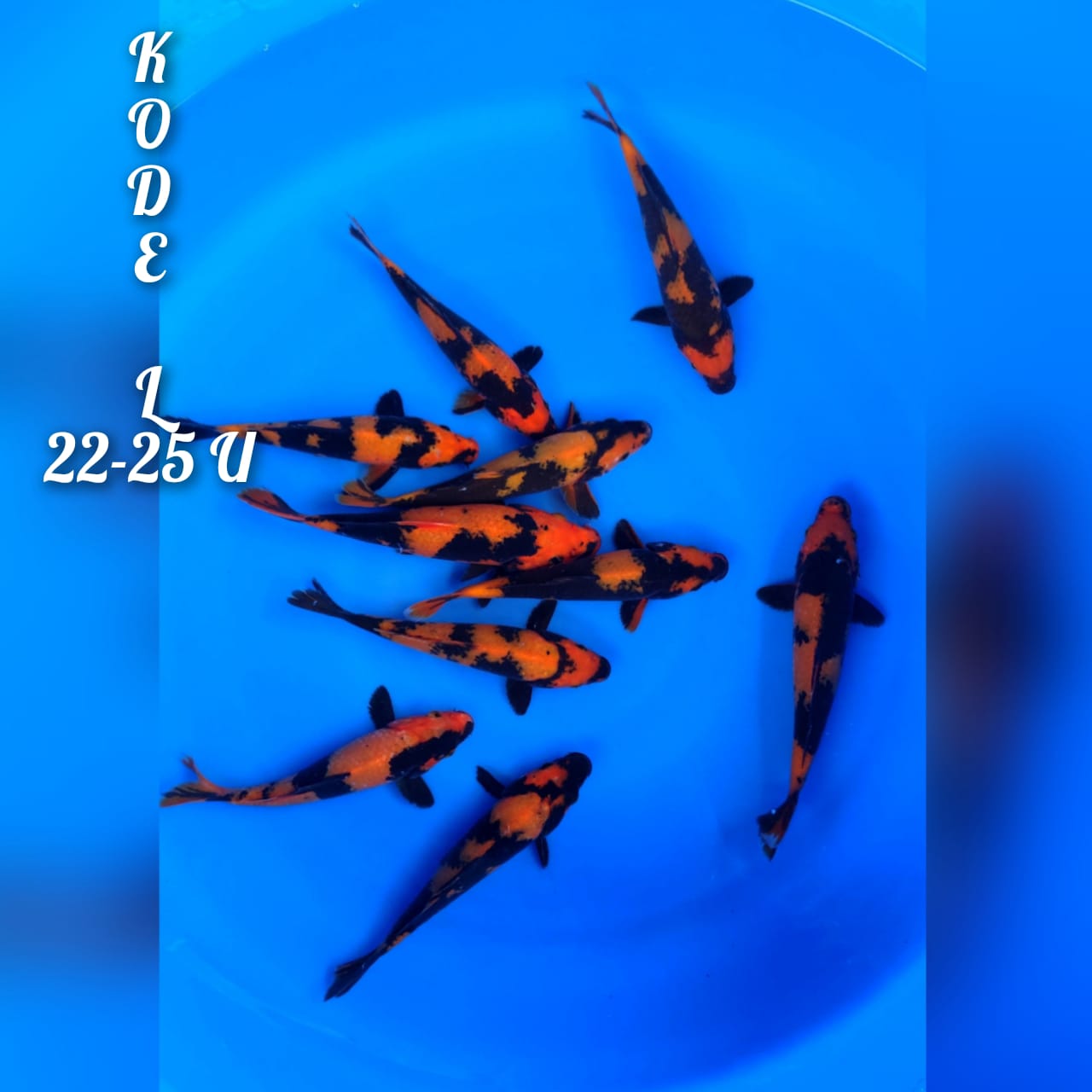 Lelang Koi Online, Jual Beli Ikan Koi, Pusat Jual Beli Koi, Info Lelang Koi Hari Ini, Platform Jual Beli Koi, Jual Beli Ikan Koi Online, Marketplace Ikan Koi, Jual Koi Terbaik, Tempat Beli Koi Berkualitas, Pasar Ikan Koi Online Terpercaya, Penjual Ikan Koi Terpercaya, Beli Koi Hias Online, Ikan Koi untuk Dijual, Koi Kualitas Terbaik, Toko Online Ikan Koi, Koi Hias Untuk Dijual, Jual Beli Ikan Koi Lokal, Koi Indonesia Online, Pusat Jual Beli Koi Terbesar