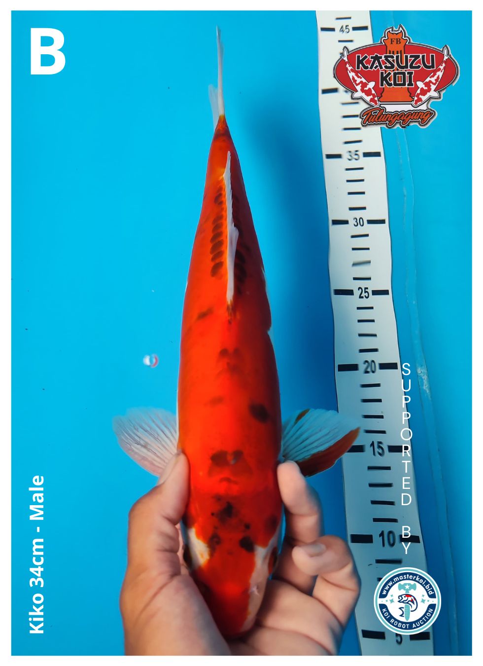 Lelang Koi Online, Jual Beli Ikan Koi, Pusat Jual Beli Koi, Info Lelang Koi Hari Ini, Platform Jual Beli Koi, Jual Beli Ikan Koi Online, Marketplace Ikan Koi, Jual Koi Terbaik, Tempat Beli Koi Berkualitas, Pasar Ikan Koi Online Terpercaya, Penjual Ikan Koi Terpercaya, Beli Koi Hias Online, Ikan Koi untuk Dijual, Koi Kualitas Terbaik, Toko Online Ikan Koi, Koi Hias Untuk Dijual, Jual Beli Ikan Koi Lokal, Koi Indonesia Online, Pusat Jual Beli Koi Terbesar