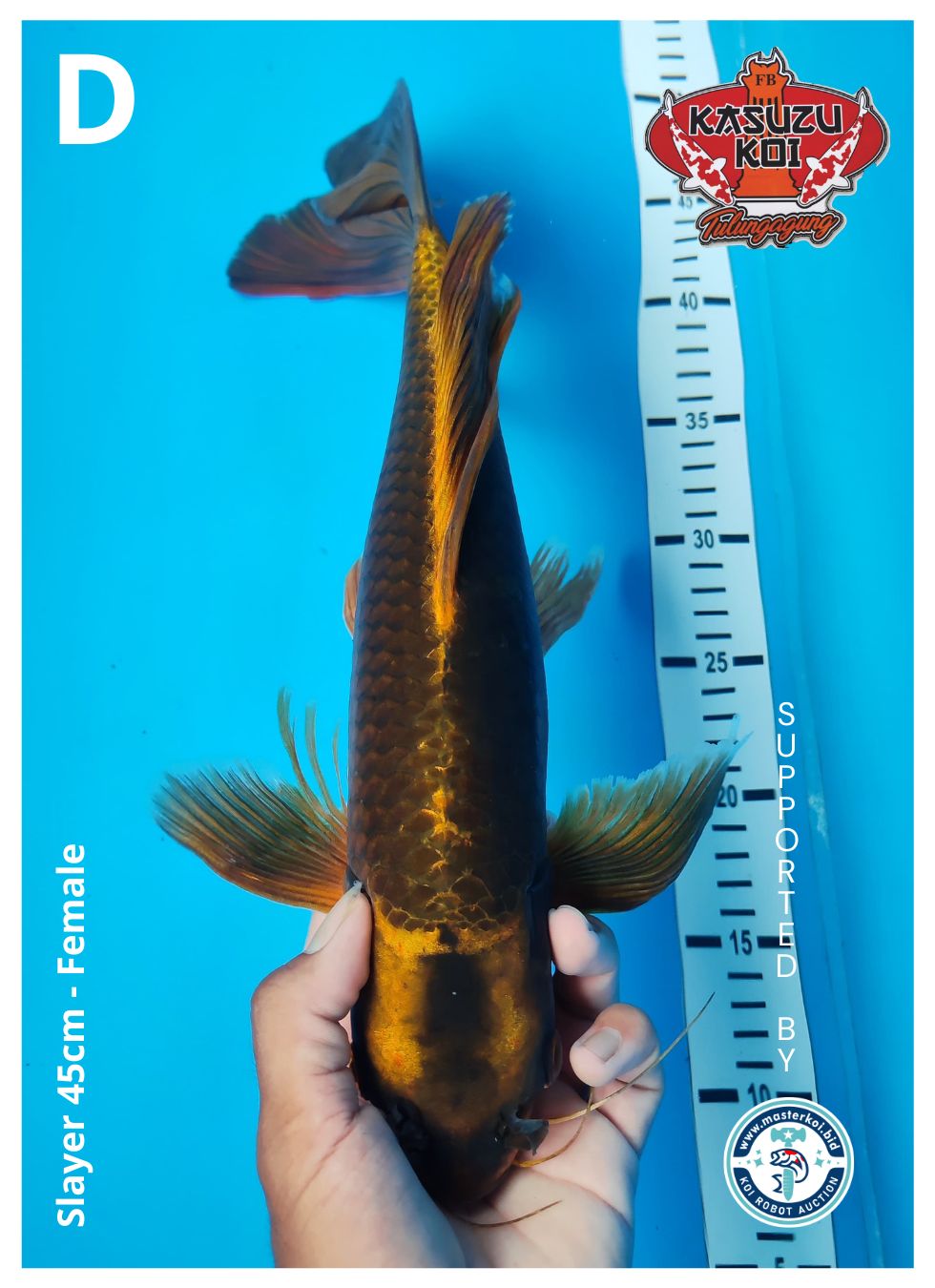 Lelang Koi Online, Jual Beli Ikan Koi, Pusat Jual Beli Koi, Info Lelang Koi Hari Ini, Platform Jual Beli Koi, Jual Beli Ikan Koi Online, Marketplace Ikan Koi, Jual Koi Terbaik, Tempat Beli Koi Berkualitas, Pasar Ikan Koi Online Terpercaya, Penjual Ikan Koi Terpercaya, Beli Koi Hias Online, Ikan Koi untuk Dijual, Koi Kualitas Terbaik, Toko Online Ikan Koi, Koi Hias Untuk Dijual, Jual Beli Ikan Koi Lokal, Koi Indonesia Online, Pusat Jual Beli Koi Terbesar