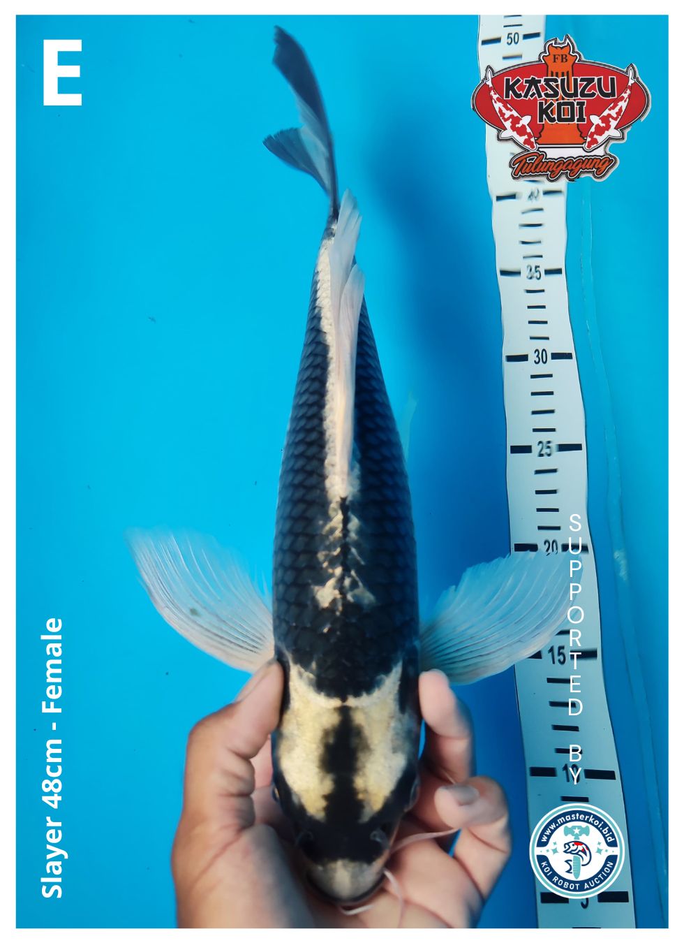 Lelang Koi Online, Jual Beli Ikan Koi, Pusat Jual Beli Koi, Info Lelang Koi Hari Ini, Platform Jual Beli Koi, Jual Beli Ikan Koi Online, Marketplace Ikan Koi, Jual Koi Terbaik, Tempat Beli Koi Berkualitas, Pasar Ikan Koi Online Terpercaya, Penjual Ikan Koi Terpercaya, Beli Koi Hias Online, Ikan Koi untuk Dijual, Koi Kualitas Terbaik, Toko Online Ikan Koi, Koi Hias Untuk Dijual, Jual Beli Ikan Koi Lokal, Koi Indonesia Online, Pusat Jual Beli Koi Terbesar