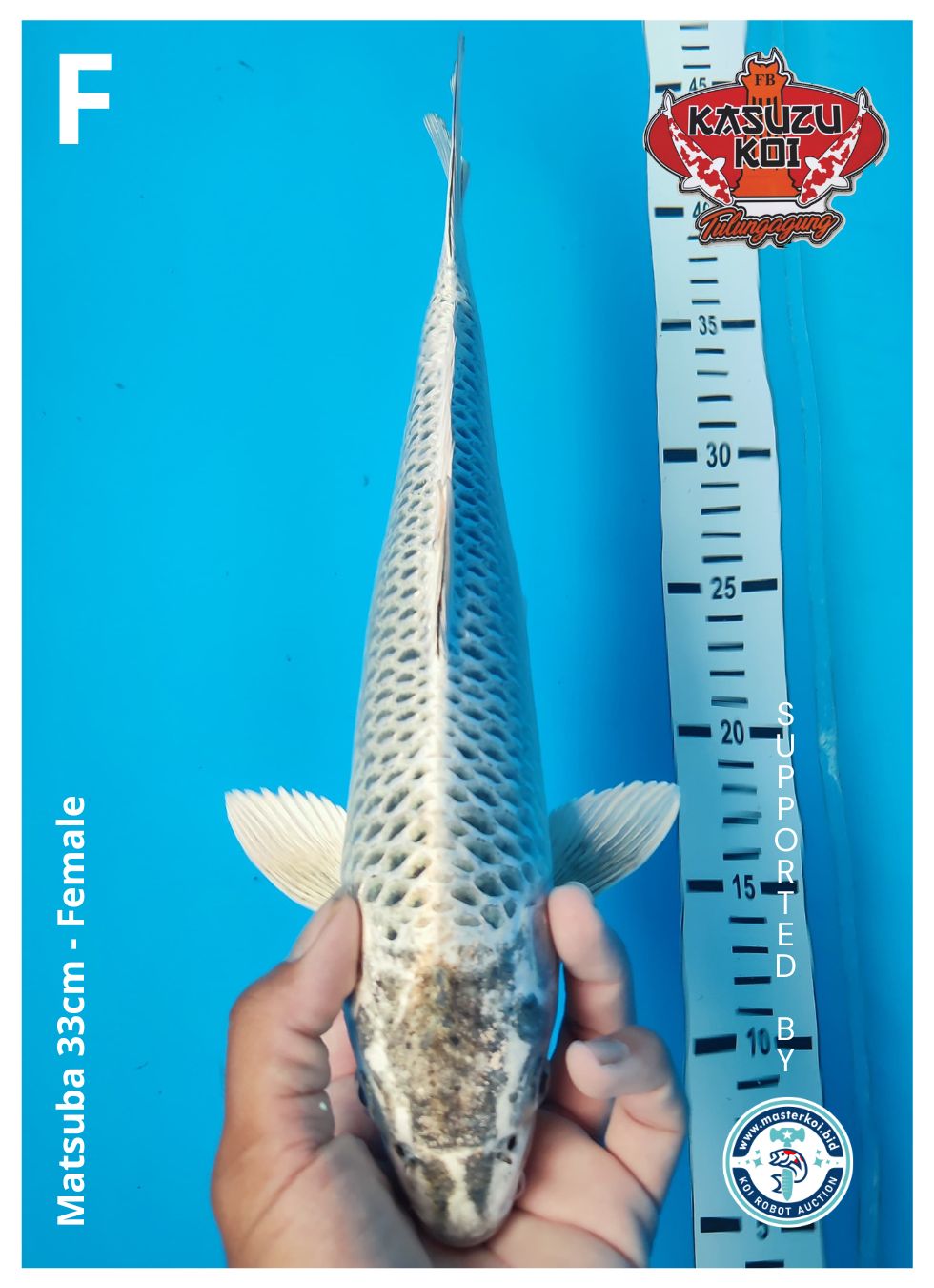 Lelang Koi Online, Jual Beli Ikan Koi, Pusat Jual Beli Koi, Info Lelang Koi Hari Ini, Platform Jual Beli Koi, Jual Beli Ikan Koi Online, Marketplace Ikan Koi, Jual Koi Terbaik, Tempat Beli Koi Berkualitas, Pasar Ikan Koi Online Terpercaya, Penjual Ikan Koi Terpercaya, Beli Koi Hias Online, Ikan Koi untuk Dijual, Koi Kualitas Terbaik, Toko Online Ikan Koi, Koi Hias Untuk Dijual, Jual Beli Ikan Koi Lokal, Koi Indonesia Online, Pusat Jual Beli Koi Terbesar