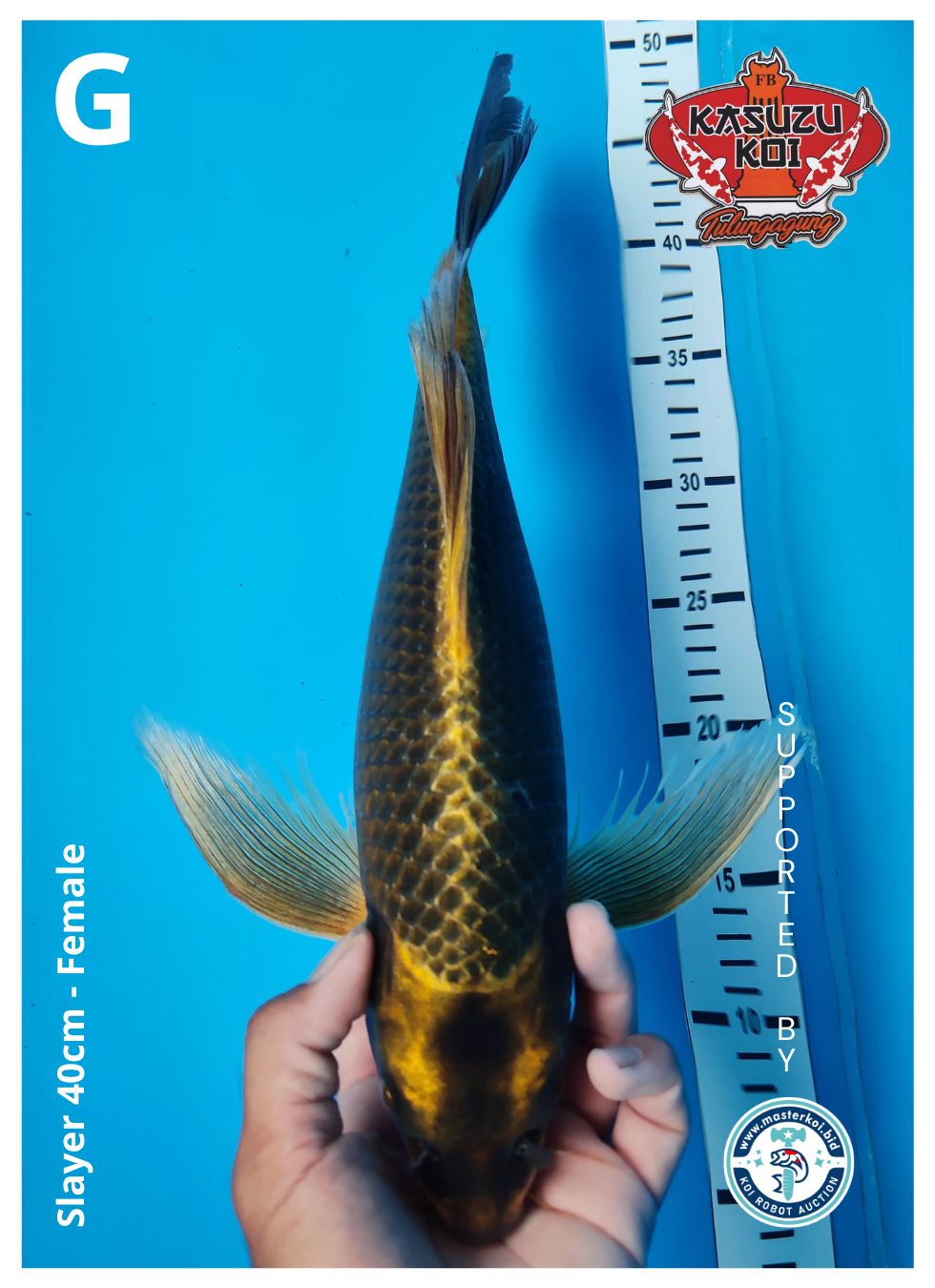 Lelang Koi Online, Jual Beli Ikan Koi, Pusat Jual Beli Koi, Info Lelang Koi Hari Ini, Platform Jual Beli Koi, Jual Beli Ikan Koi Online, Marketplace Ikan Koi, Jual Koi Terbaik, Tempat Beli Koi Berkualitas, Pasar Ikan Koi Online Terpercaya, Penjual Ikan Koi Terpercaya, Beli Koi Hias Online, Ikan Koi untuk Dijual, Koi Kualitas Terbaik, Toko Online Ikan Koi, Koi Hias Untuk Dijual, Jual Beli Ikan Koi Lokal, Koi Indonesia Online, Pusat Jual Beli Koi Terbesar