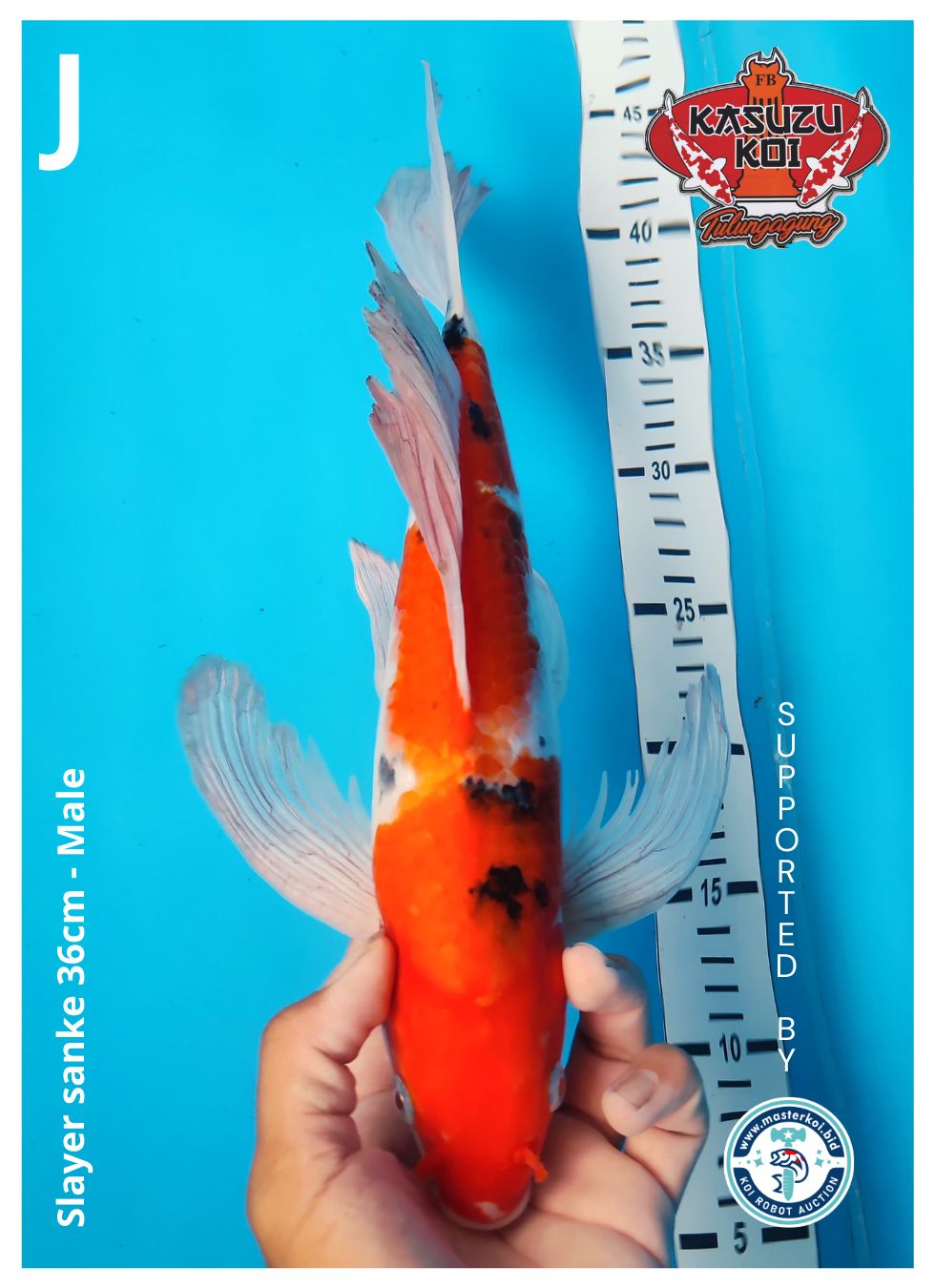 Lelang Koi Online, Jual Beli Ikan Koi, Pusat Jual Beli Koi, Info Lelang Koi Hari Ini, Platform Jual Beli Koi, Jual Beli Ikan Koi Online, Marketplace Ikan Koi, Jual Koi Terbaik, Tempat Beli Koi Berkualitas, Pasar Ikan Koi Online Terpercaya, Penjual Ikan Koi Terpercaya, Beli Koi Hias Online, Ikan Koi untuk Dijual, Koi Kualitas Terbaik, Toko Online Ikan Koi, Koi Hias Untuk Dijual, Jual Beli Ikan Koi Lokal, Koi Indonesia Online, Pusat Jual Beli Koi Terbesar