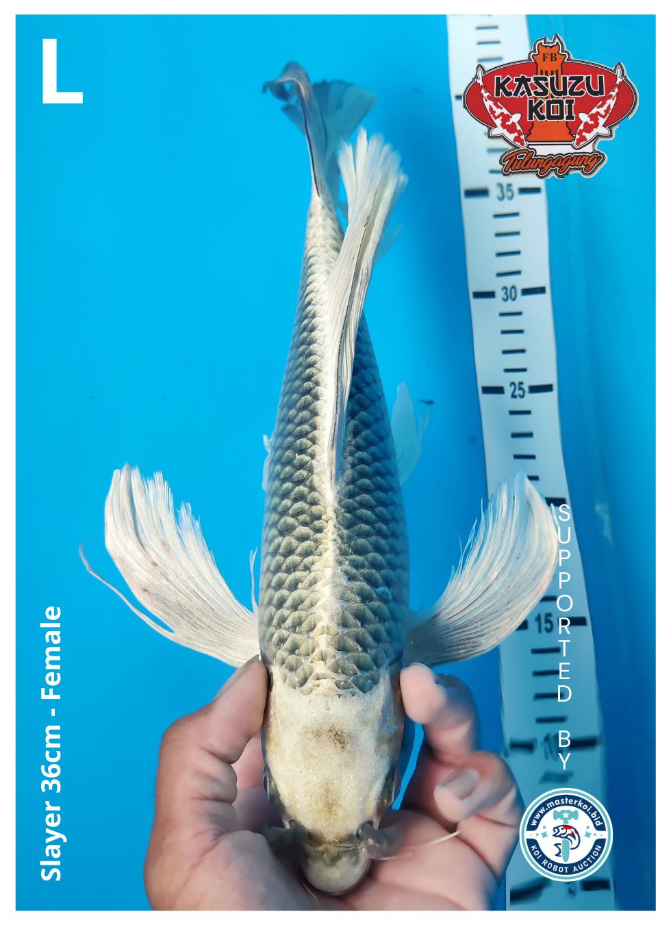 Lelang Koi Online, Jual Beli Ikan Koi, Pusat Jual Beli Koi, Info Lelang Koi Hari Ini, Platform Jual Beli Koi, Jual Beli Ikan Koi Online, Marketplace Ikan Koi, Jual Koi Terbaik, Tempat Beli Koi Berkualitas, Pasar Ikan Koi Online Terpercaya, Penjual Ikan Koi Terpercaya, Beli Koi Hias Online, Ikan Koi untuk Dijual, Koi Kualitas Terbaik, Toko Online Ikan Koi, Koi Hias Untuk Dijual, Jual Beli Ikan Koi Lokal, Koi Indonesia Online, Pusat Jual Beli Koi Terbesar