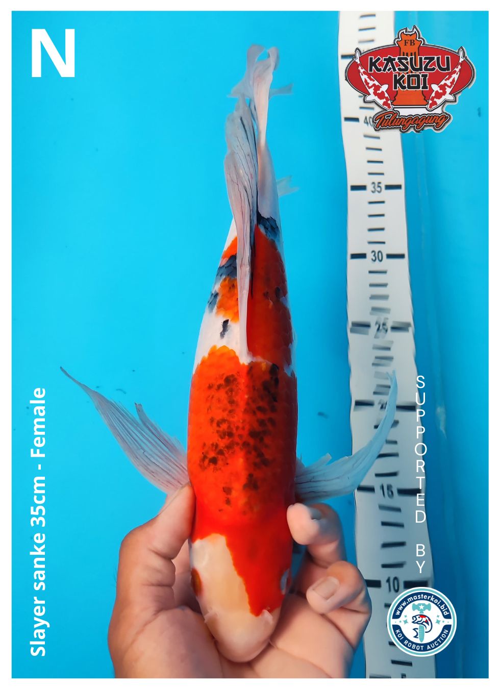 Lelang Koi Online, Jual Beli Ikan Koi, Pusat Jual Beli Koi, Info Lelang Koi Hari Ini, Platform Jual Beli Koi, Jual Beli Ikan Koi Online, Marketplace Ikan Koi, Jual Koi Terbaik, Tempat Beli Koi Berkualitas, Pasar Ikan Koi Online Terpercaya, Penjual Ikan Koi Terpercaya, Beli Koi Hias Online, Ikan Koi untuk Dijual, Koi Kualitas Terbaik, Toko Online Ikan Koi, Koi Hias Untuk Dijual, Jual Beli Ikan Koi Lokal, Koi Indonesia Online, Pusat Jual Beli Koi Terbesar