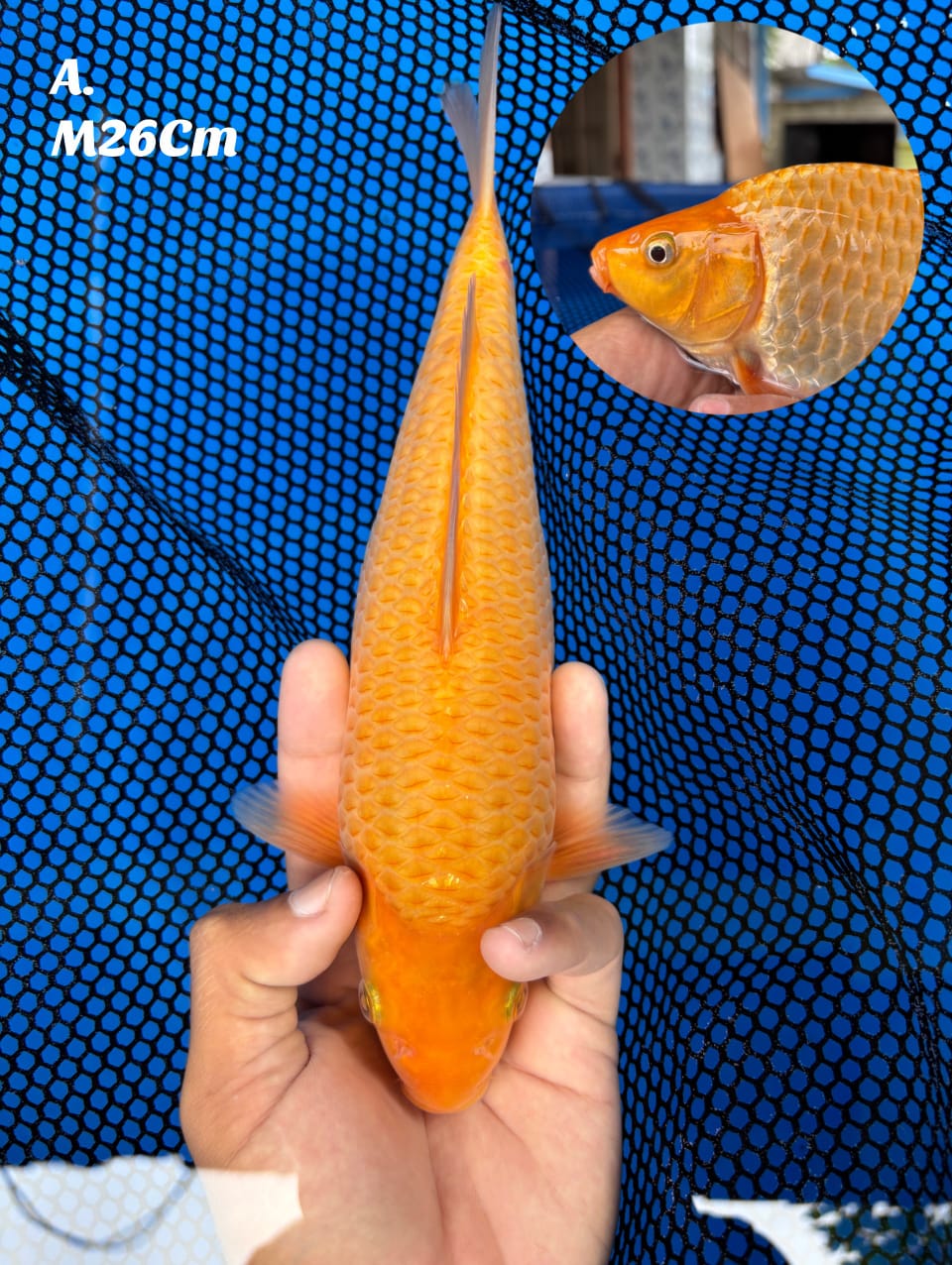 Lelang Koi Online, Jual Beli Ikan Koi, Pusat Jual Beli Koi, Info Lelang Koi Hari Ini, Platform Jual Beli Koi, Jual Beli Ikan Koi Online, Marketplace Ikan Koi, Jual Koi Terbaik, Tempat Beli Koi Berkualitas, Pasar Ikan Koi Online Terpercaya, Penjual Ikan Koi Terpercaya, Beli Koi Hias Online, Ikan Koi untuk Dijual, Koi Kualitas Terbaik, Toko Online Ikan Koi, Koi Hias Untuk Dijual, Jual Beli Ikan Koi Lokal, Koi Indonesia Online, Pusat Jual Beli Koi Terbesar