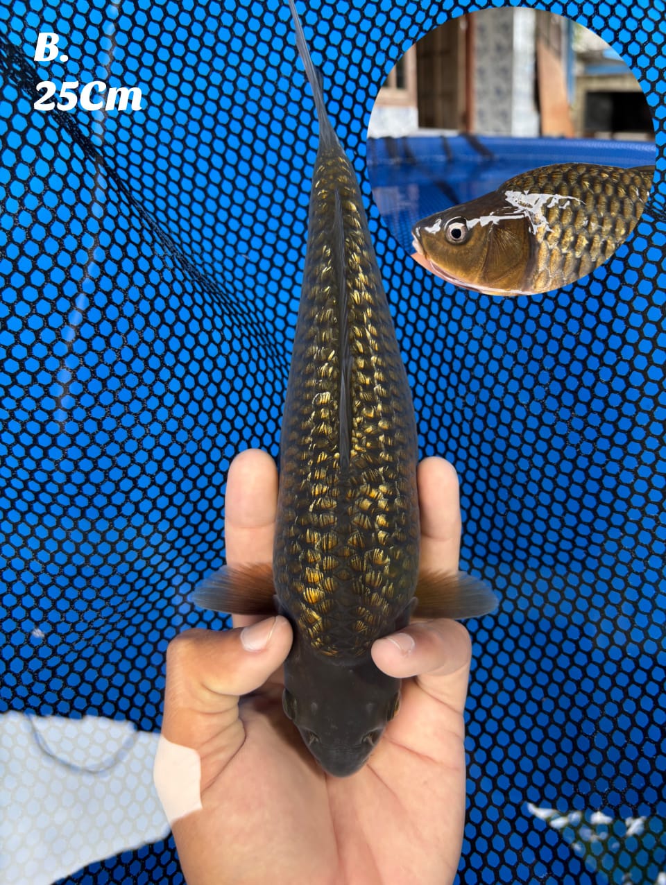 Lelang Koi Online, Jual Beli Ikan Koi, Pusat Jual Beli Koi, Info Lelang Koi Hari Ini, Platform Jual Beli Koi, Jual Beli Ikan Koi Online, Marketplace Ikan Koi, Jual Koi Terbaik, Tempat Beli Koi Berkualitas, Pasar Ikan Koi Online Terpercaya, Penjual Ikan Koi Terpercaya, Beli Koi Hias Online, Ikan Koi untuk Dijual, Koi Kualitas Terbaik, Toko Online Ikan Koi, Koi Hias Untuk Dijual, Jual Beli Ikan Koi Lokal, Koi Indonesia Online, Pusat Jual Beli Koi Terbesar