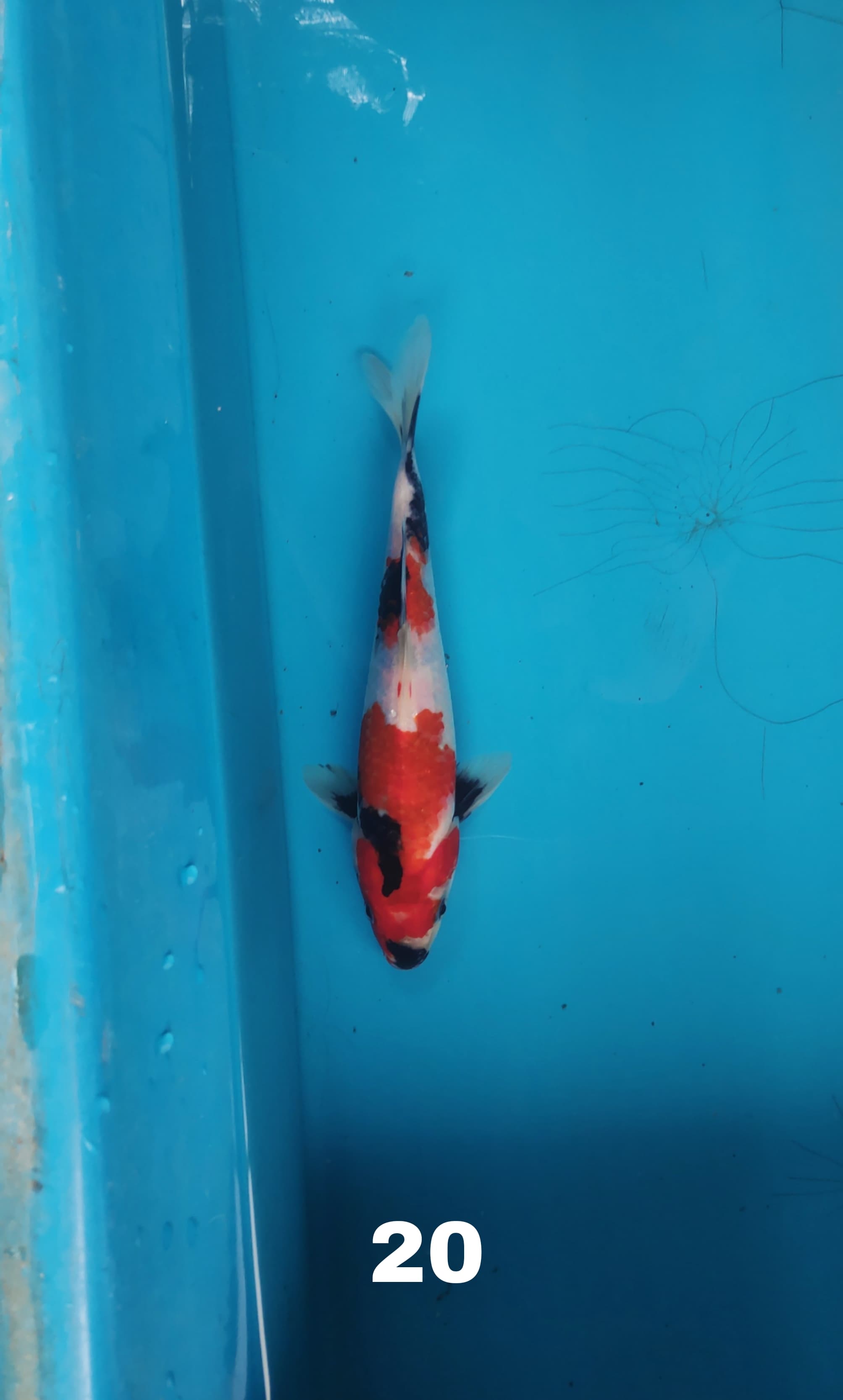 Lelang Koi Online, Jual Beli Ikan Koi, Pusat Jual Beli Koi, Info Lelang Koi Hari Ini, Platform Jual Beli Koi, Jual Beli Ikan Koi Online, Marketplace Ikan Koi, Jual Koi Terbaik, Tempat Beli Koi Berkualitas, Pasar Ikan Koi Online Terpercaya, Penjual Ikan Koi Terpercaya, Beli Koi Hias Online, Ikan Koi untuk Dijual, Koi Kualitas Terbaik, Toko Online Ikan Koi, Koi Hias Untuk Dijual, Jual Beli Ikan Koi Lokal, Koi Indonesia Online, Pusat Jual Beli Koi Terbesar