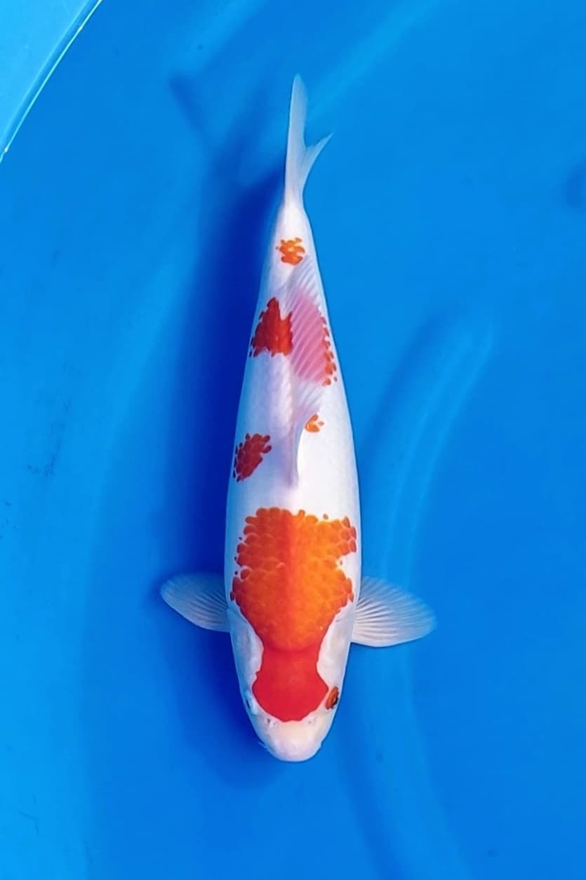 Lelang Koi Online, Jual Beli Ikan Koi, Pusat Jual Beli Koi, Info Lelang Koi Hari Ini, Platform Jual Beli Koi, Jual Beli Ikan Koi Online, Marketplace Ikan Koi, Jual Koi Terbaik, Tempat Beli Koi Berkualitas, Pasar Ikan Koi Online Terpercaya, Penjual Ikan Koi Terpercaya, Beli Koi Hias Online, Ikan Koi untuk Dijual, Koi Kualitas Terbaik, Toko Online Ikan Koi, Koi Hias Untuk Dijual, Jual Beli Ikan Koi Lokal, Koi Indonesia Online, Pusat Jual Beli Koi Terbesar