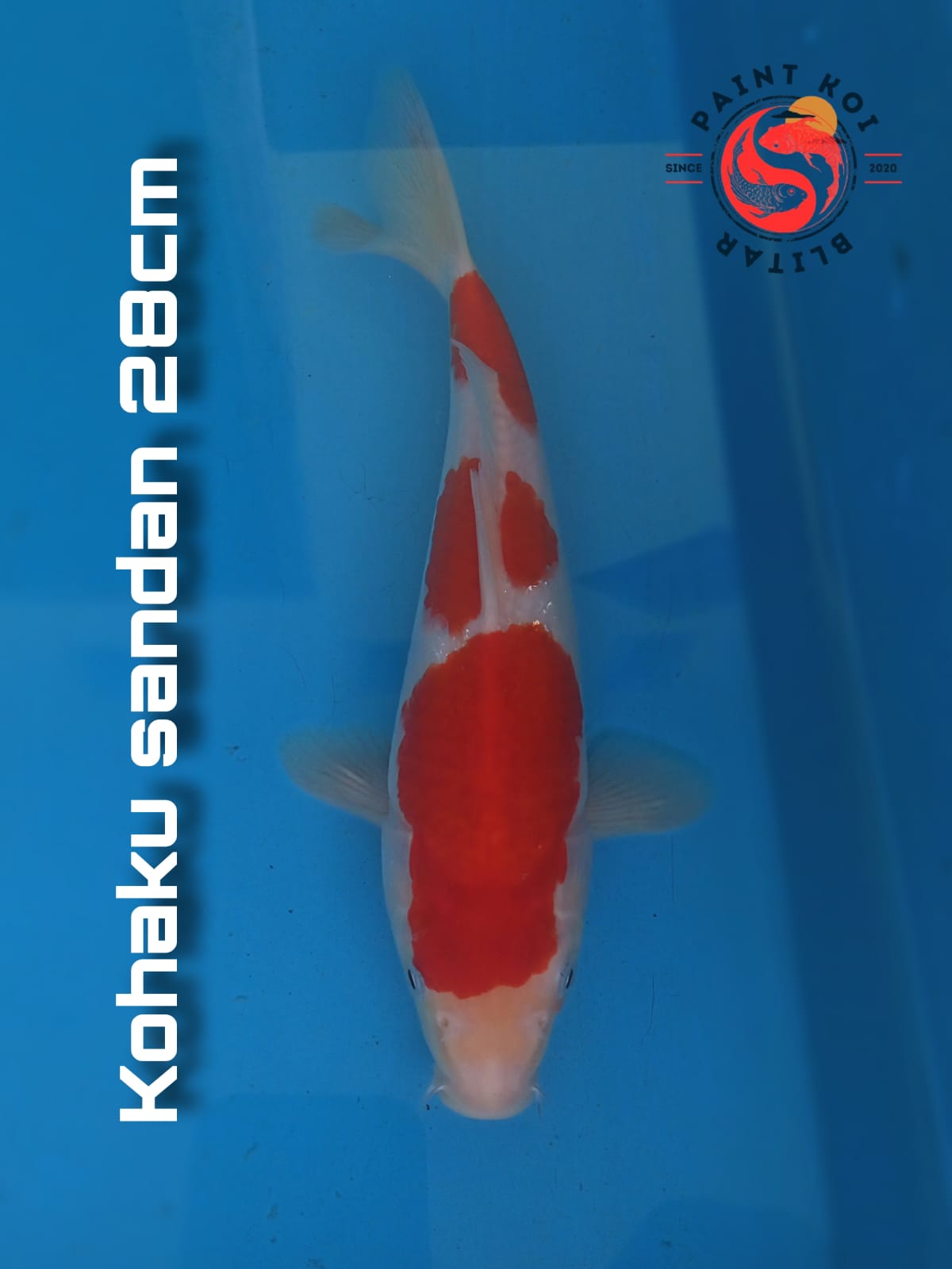 Lelang Koi Online, Jual Beli Ikan Koi, Pusat Jual Beli Koi, Info Lelang Koi Hari Ini, Platform Jual Beli Koi, Jual Beli Ikan Koi Online, Marketplace Ikan Koi, Jual Koi Terbaik, Tempat Beli Koi Berkualitas, Pasar Ikan Koi Online Terpercaya, Penjual Ikan Koi Terpercaya, Beli Koi Hias Online, Ikan Koi untuk Dijual, Koi Kualitas Terbaik, Toko Online Ikan Koi, Koi Hias Untuk Dijual, Jual Beli Ikan Koi Lokal, Koi Indonesia Online, Pusat Jual Beli Koi Terbesar