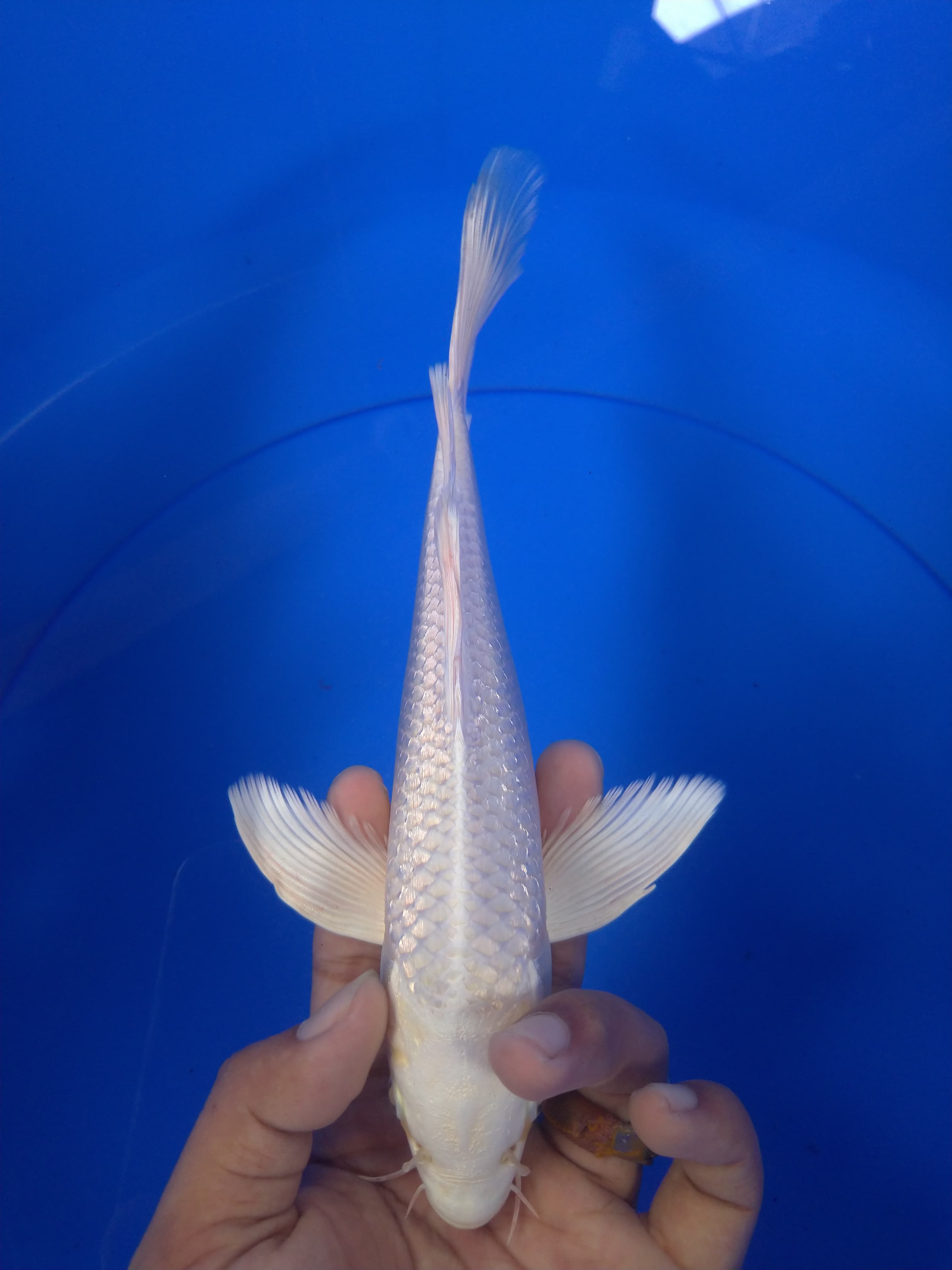 Lelang Koi Online, Jual Beli Ikan Koi, Pusat Jual Beli Koi, Info Lelang Koi Hari Ini, Platform Jual Beli Koi, Jual Beli Ikan Koi Online, Marketplace Ikan Koi, Jual Koi Terbaik, Tempat Beli Koi Berkualitas, Pasar Ikan Koi Online Terpercaya, Penjual Ikan Koi Terpercaya, Beli Koi Hias Online, Ikan Koi untuk Dijual, Koi Kualitas Terbaik, Toko Online Ikan Koi, Koi Hias Untuk Dijual, Jual Beli Ikan Koi Lokal, Koi Indonesia Online, Pusat Jual Beli Koi Terbesar