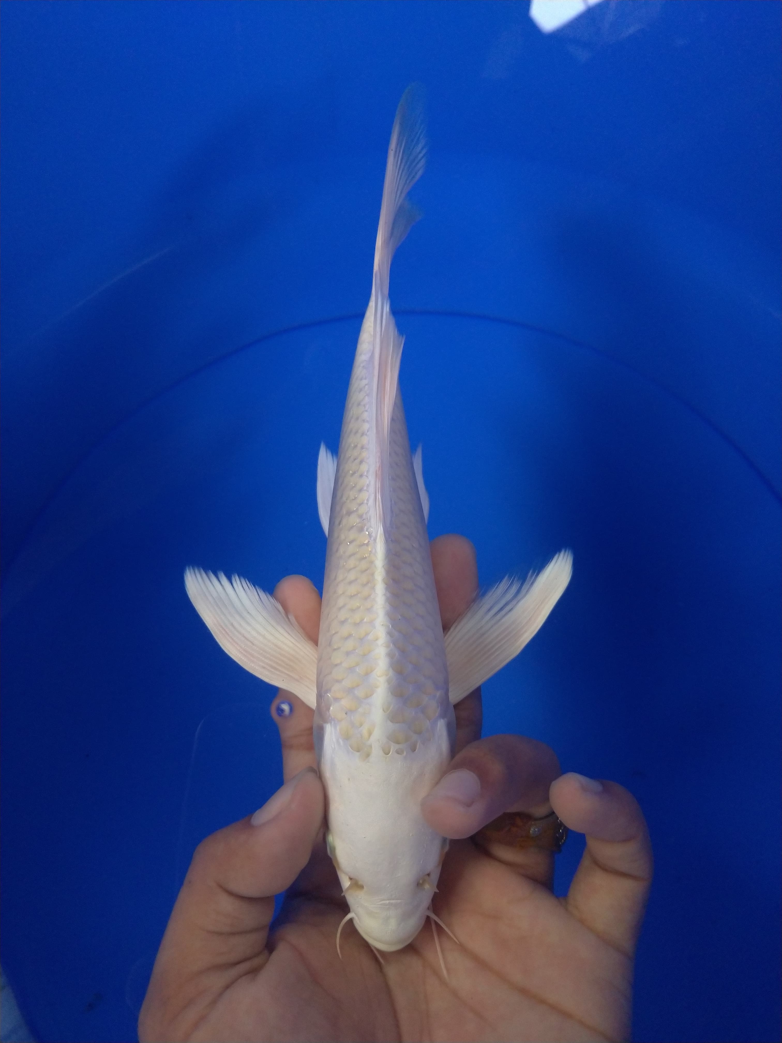 Lelang Koi Online, Jual Beli Ikan Koi, Pusat Jual Beli Koi, Info Lelang Koi Hari Ini, Platform Jual Beli Koi, Jual Beli Ikan Koi Online, Marketplace Ikan Koi, Jual Koi Terbaik, Tempat Beli Koi Berkualitas, Pasar Ikan Koi Online Terpercaya, Penjual Ikan Koi Terpercaya, Beli Koi Hias Online, Ikan Koi untuk Dijual, Koi Kualitas Terbaik, Toko Online Ikan Koi, Koi Hias Untuk Dijual, Jual Beli Ikan Koi Lokal, Koi Indonesia Online, Pusat Jual Beli Koi Terbesar