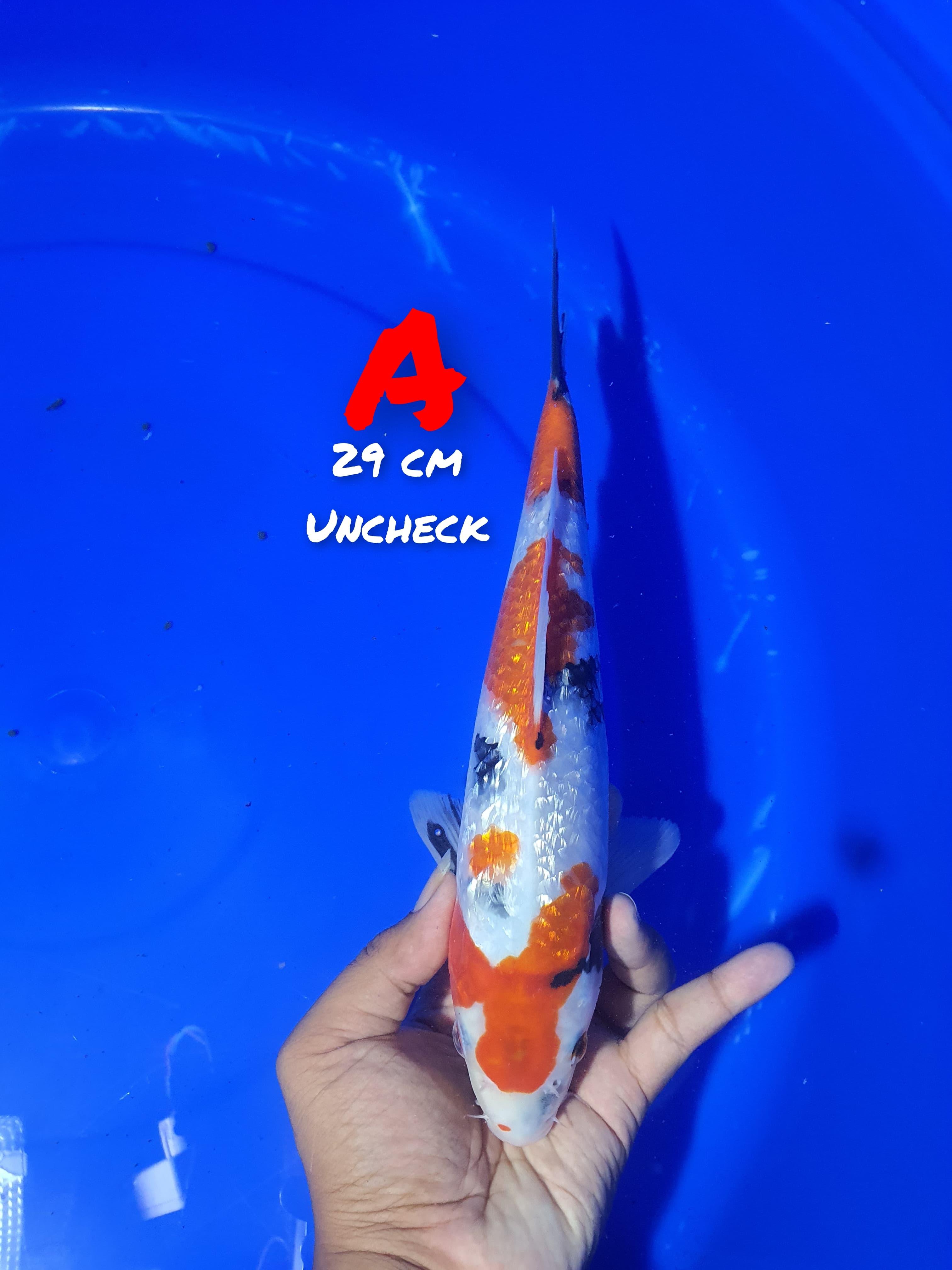 Lelang Koi Online, Jual Beli Ikan Koi, Pusat Jual Beli Koi, Info Lelang Koi Hari Ini, Platform Jual Beli Koi, Jual Beli Ikan Koi Online, Marketplace Ikan Koi, Jual Koi Terbaik, Tempat Beli Koi Berkualitas, Pasar Ikan Koi Online Terpercaya, Penjual Ikan Koi Terpercaya, Beli Koi Hias Online, Ikan Koi untuk Dijual, Koi Kualitas Terbaik, Toko Online Ikan Koi, Koi Hias Untuk Dijual, Jual Beli Ikan Koi Lokal, Koi Indonesia Online, Pusat Jual Beli Koi Terbesar