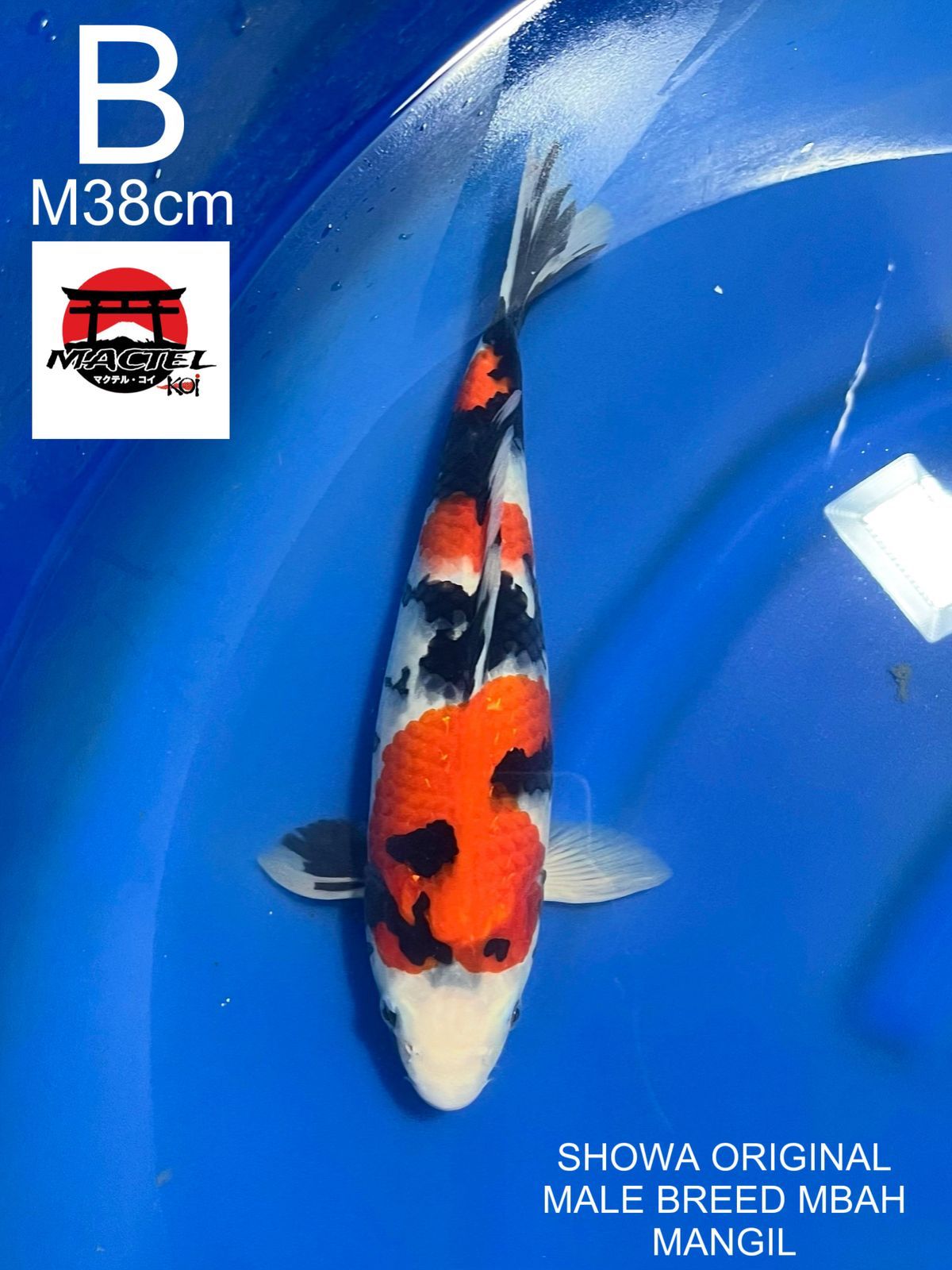 Lelang Koi Online, Jual Beli Ikan Koi, Pusat Jual Beli Koi, Info Lelang Koi Hari Ini, Platform Jual Beli Koi, Jual Beli Ikan Koi Online, Marketplace Ikan Koi, Jual Koi Terbaik, Tempat Beli Koi Berkualitas, Pasar Ikan Koi Online Terpercaya, Penjual Ikan Koi Terpercaya, Beli Koi Hias Online, Ikan Koi untuk Dijual, Koi Kualitas Terbaik, Toko Online Ikan Koi, Koi Hias Untuk Dijual, Jual Beli Ikan Koi Lokal, Koi Indonesia Online, Pusat Jual Beli Koi Terbesar