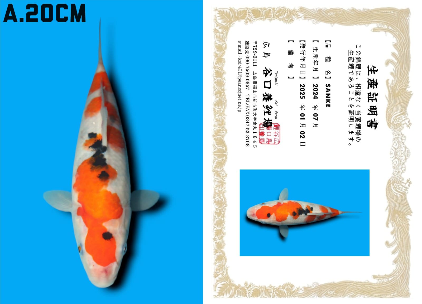 Lelang Koi Online, Jual Beli Ikan Koi, Pusat Jual Beli Koi, Info Lelang Koi Hari Ini, Platform Jual Beli Koi, Jual Beli Ikan Koi Online, Marketplace Ikan Koi, Jual Koi Terbaik, Tempat Beli Koi Berkualitas, Pasar Ikan Koi Online Terpercaya, Penjual Ikan Koi Terpercaya, Beli Koi Hias Online, Ikan Koi untuk Dijual, Koi Kualitas Terbaik, Toko Online Ikan Koi, Koi Hias Untuk Dijual, Jual Beli Ikan Koi Lokal, Koi Indonesia Online, Pusat Jual Beli Koi Terbesar