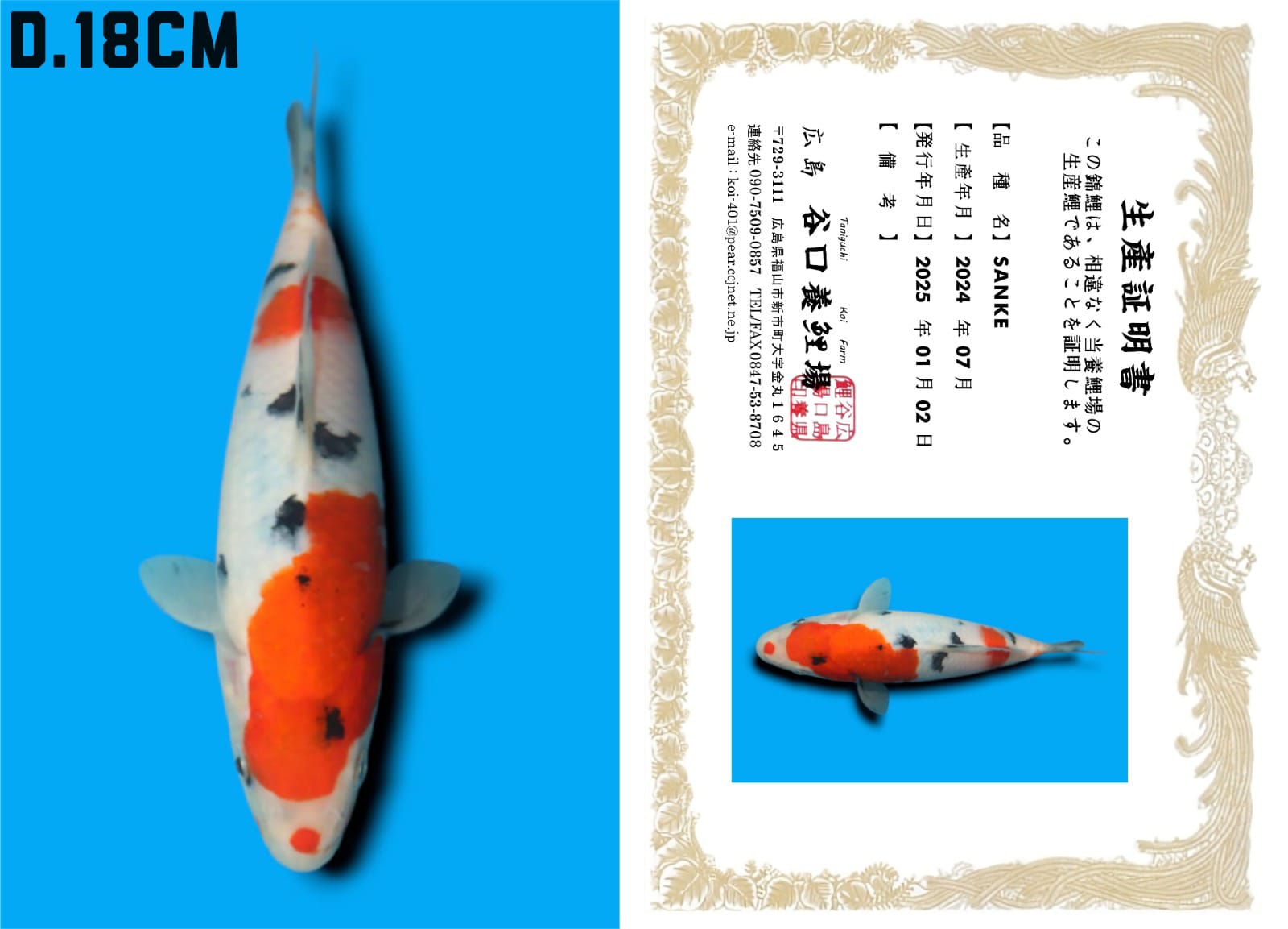 Lelang Koi Online, Jual Beli Ikan Koi, Pusat Jual Beli Koi, Info Lelang Koi Hari Ini, Platform Jual Beli Koi, Jual Beli Ikan Koi Online, Marketplace Ikan Koi, Jual Koi Terbaik, Tempat Beli Koi Berkualitas, Pasar Ikan Koi Online Terpercaya, Penjual Ikan Koi Terpercaya, Beli Koi Hias Online, Ikan Koi untuk Dijual, Koi Kualitas Terbaik, Toko Online Ikan Koi, Koi Hias Untuk Dijual, Jual Beli Ikan Koi Lokal, Koi Indonesia Online, Pusat Jual Beli Koi Terbesar