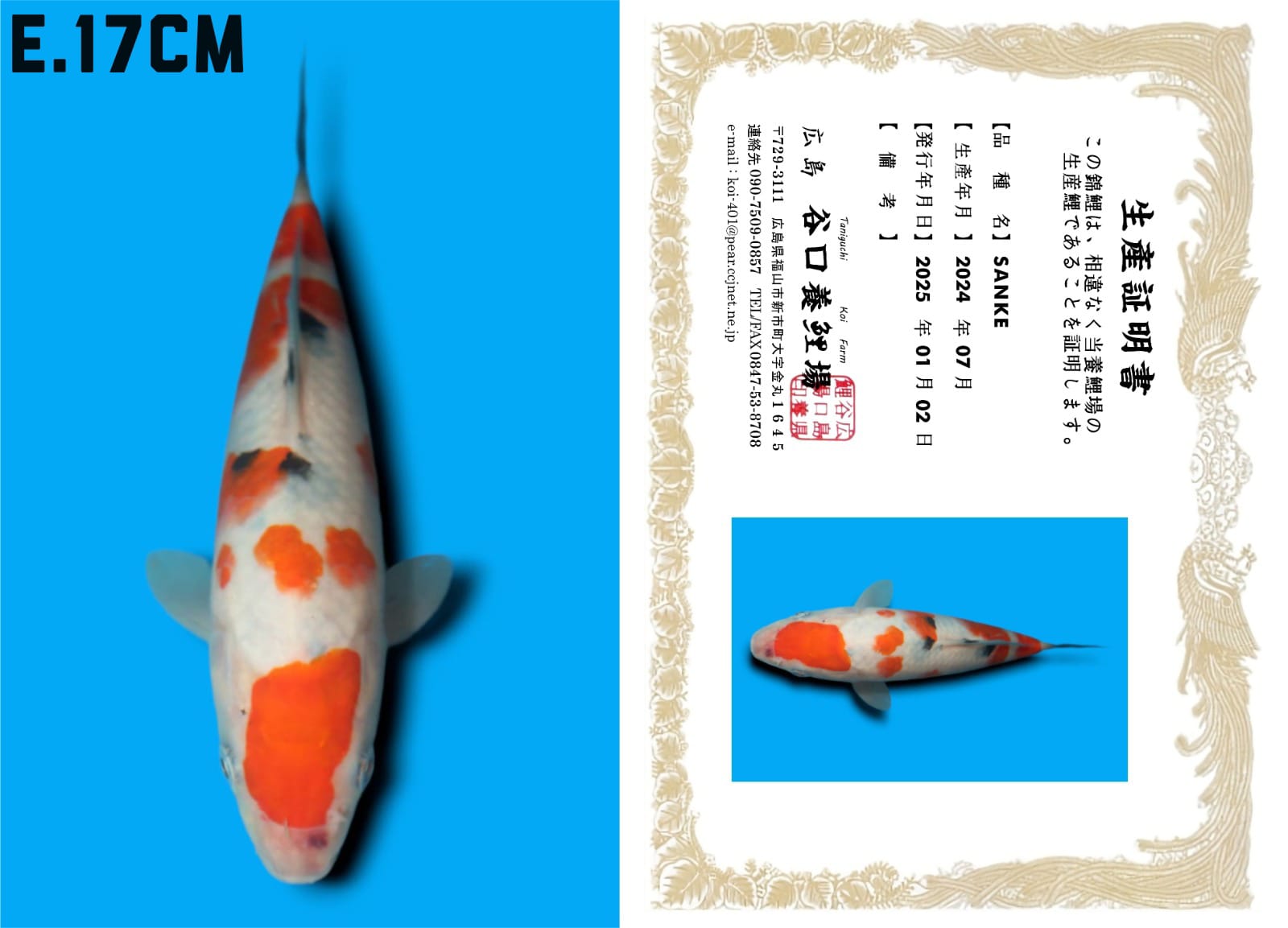 Lelang Koi Online, Jual Beli Ikan Koi, Pusat Jual Beli Koi, Info Lelang Koi Hari Ini, Platform Jual Beli Koi, Jual Beli Ikan Koi Online, Marketplace Ikan Koi, Jual Koi Terbaik, Tempat Beli Koi Berkualitas, Pasar Ikan Koi Online Terpercaya, Penjual Ikan Koi Terpercaya, Beli Koi Hias Online, Ikan Koi untuk Dijual, Koi Kualitas Terbaik, Toko Online Ikan Koi, Koi Hias Untuk Dijual, Jual Beli Ikan Koi Lokal, Koi Indonesia Online, Pusat Jual Beli Koi Terbesar