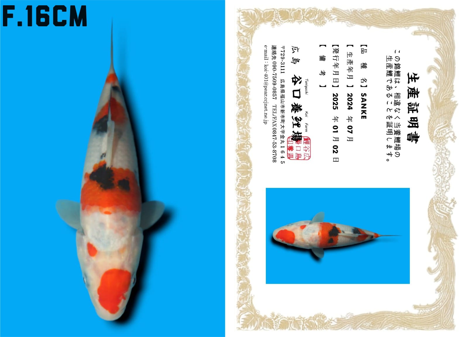 Lelang Koi Online, Jual Beli Ikan Koi, Pusat Jual Beli Koi, Info Lelang Koi Hari Ini, Platform Jual Beli Koi, Jual Beli Ikan Koi Online, Marketplace Ikan Koi, Jual Koi Terbaik, Tempat Beli Koi Berkualitas, Pasar Ikan Koi Online Terpercaya, Penjual Ikan Koi Terpercaya, Beli Koi Hias Online, Ikan Koi untuk Dijual, Koi Kualitas Terbaik, Toko Online Ikan Koi, Koi Hias Untuk Dijual, Jual Beli Ikan Koi Lokal, Koi Indonesia Online, Pusat Jual Beli Koi Terbesar