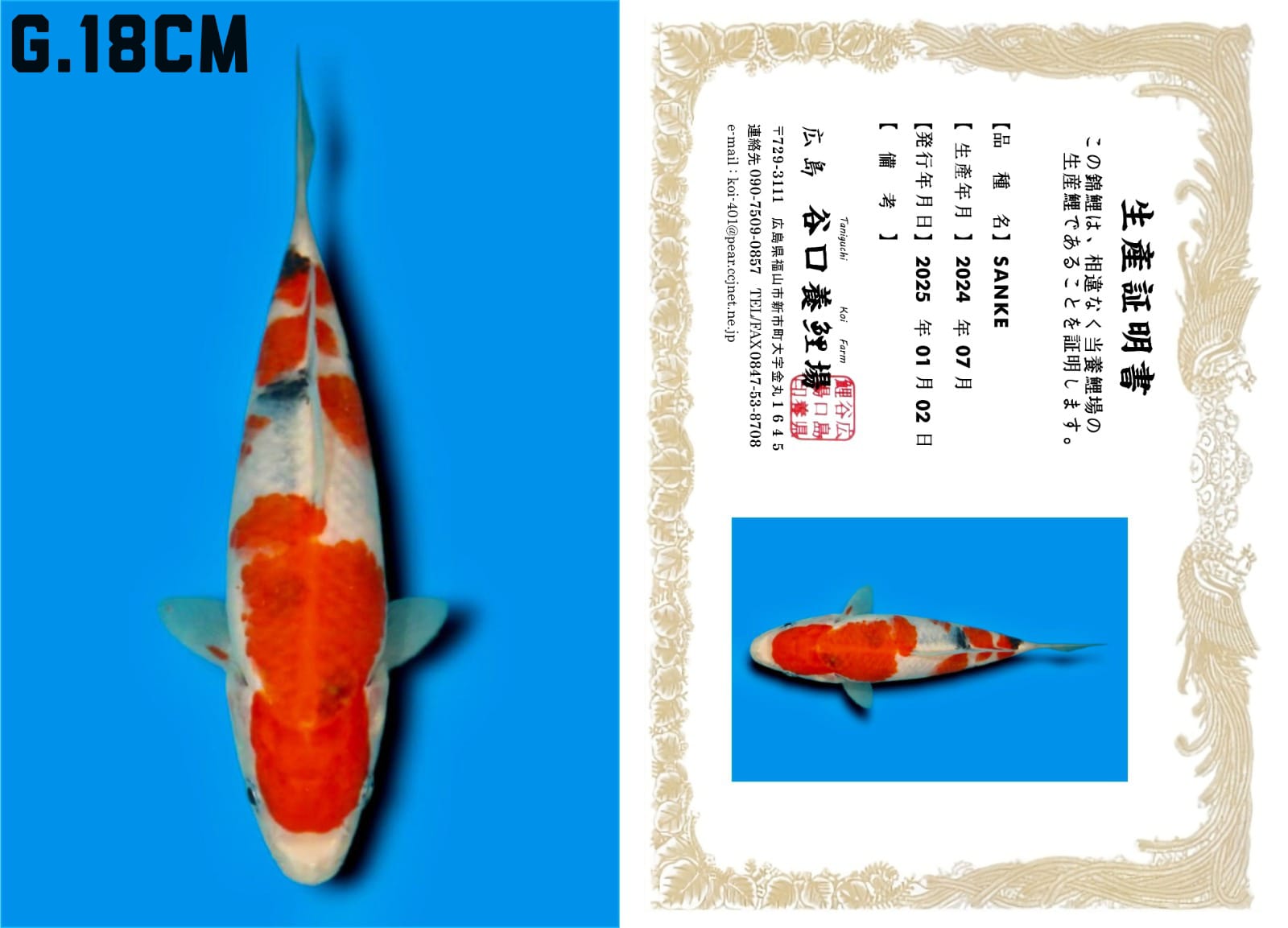 Lelang Koi Online, Jual Beli Ikan Koi, Pusat Jual Beli Koi, Info Lelang Koi Hari Ini, Platform Jual Beli Koi, Jual Beli Ikan Koi Online, Marketplace Ikan Koi, Jual Koi Terbaik, Tempat Beli Koi Berkualitas, Pasar Ikan Koi Online Terpercaya, Penjual Ikan Koi Terpercaya, Beli Koi Hias Online, Ikan Koi untuk Dijual, Koi Kualitas Terbaik, Toko Online Ikan Koi, Koi Hias Untuk Dijual, Jual Beli Ikan Koi Lokal, Koi Indonesia Online, Pusat Jual Beli Koi Terbesar